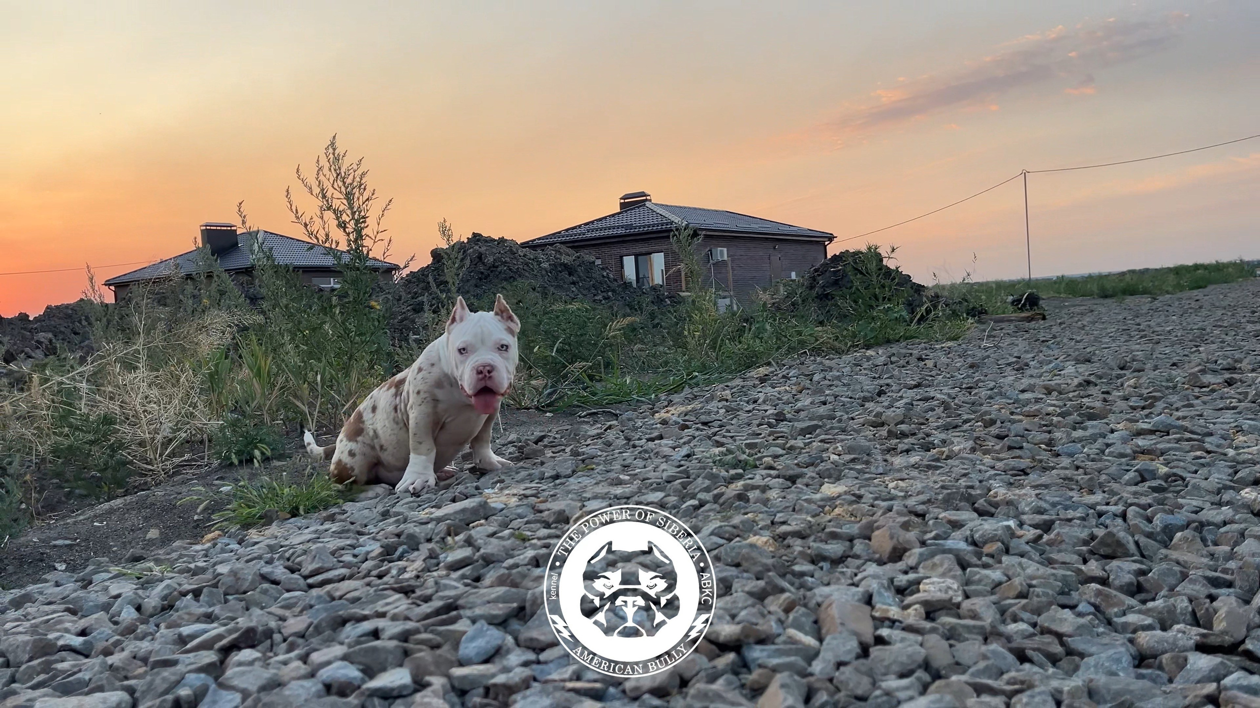 Помет Каспер и Асти. 13.04.25. Американский Булли в г. Ростов-на-Дону. Питомник THE POWER OF SIBERIA