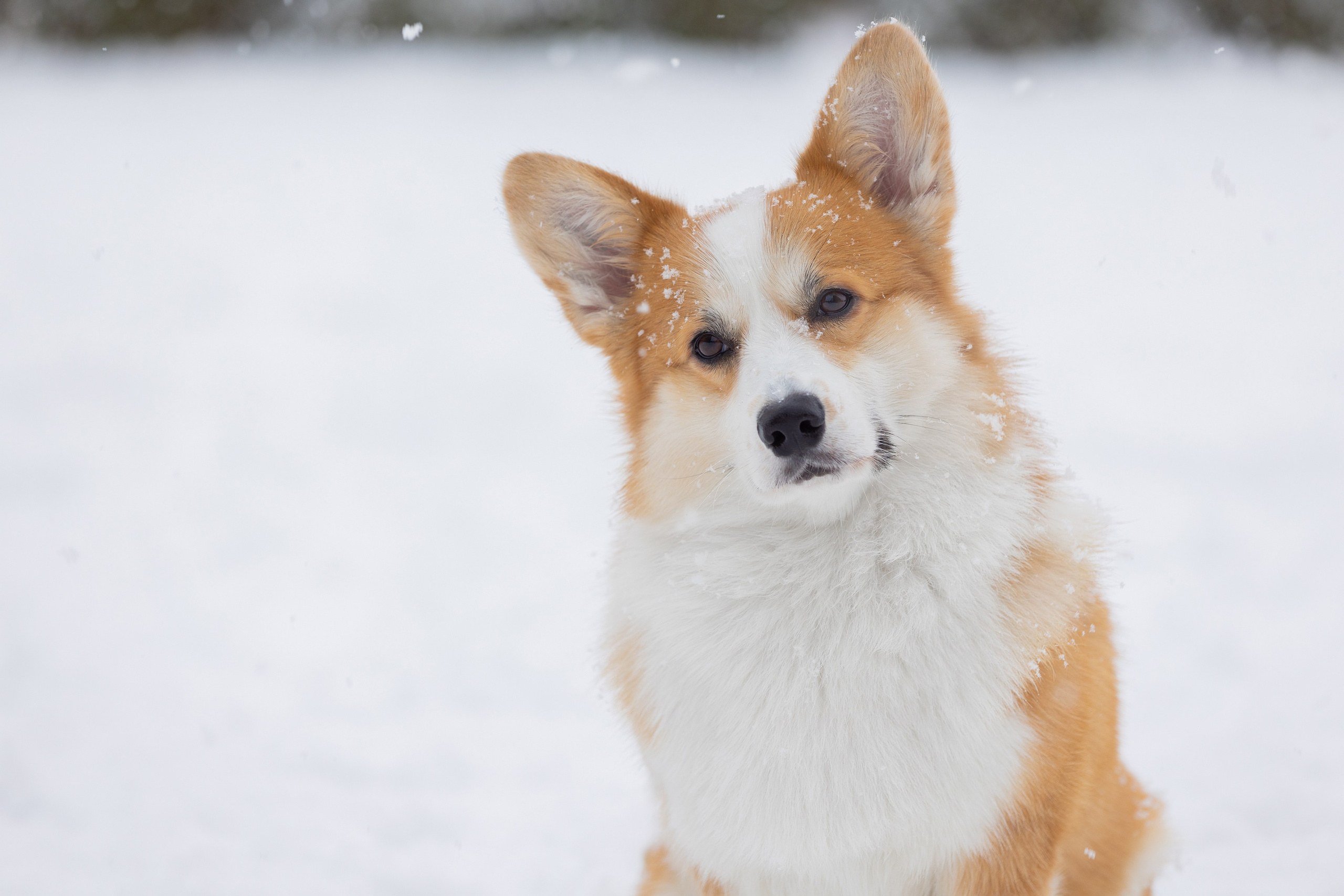 Фотограф Алена Звездина