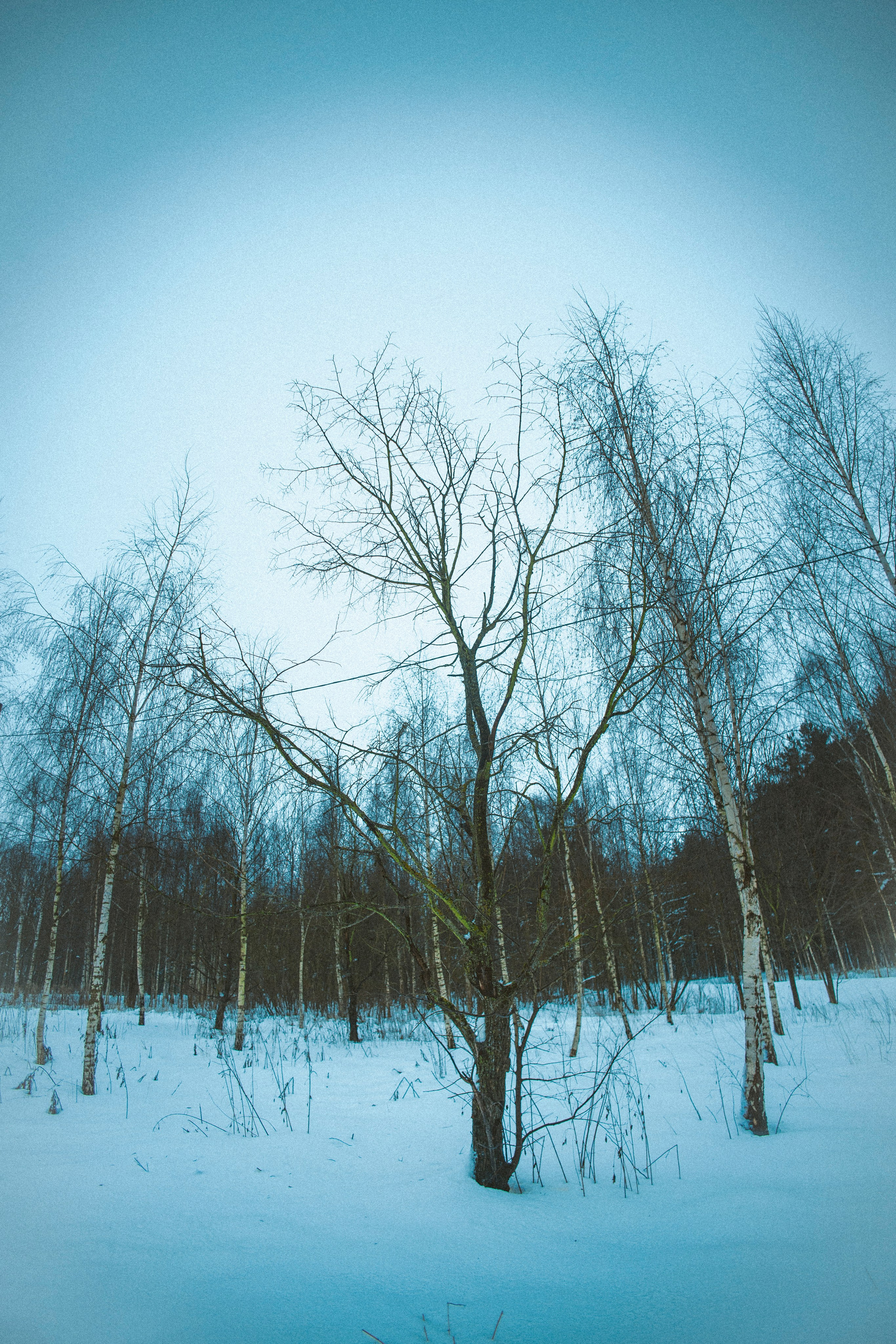 Зимняя прогулка в лесу. Фотограф Маша Филиппова