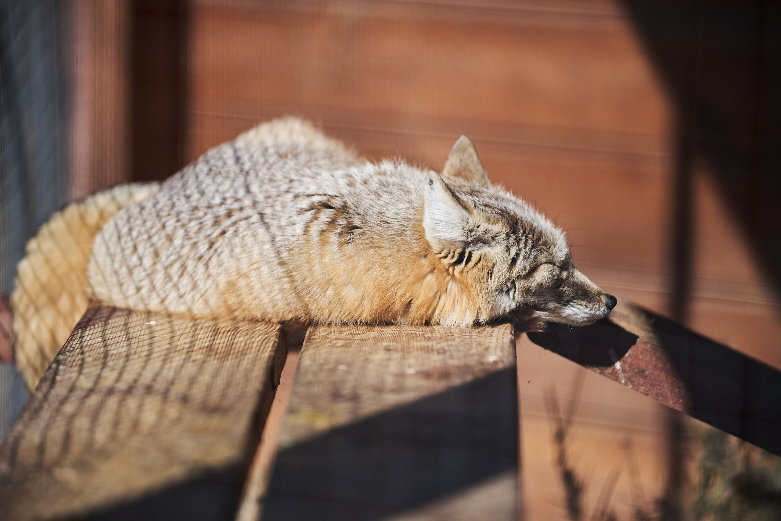 Зоопарк Иваново. Фотограф в Иваново: Каталожная съемка одежды и постельного белья, Wildberries