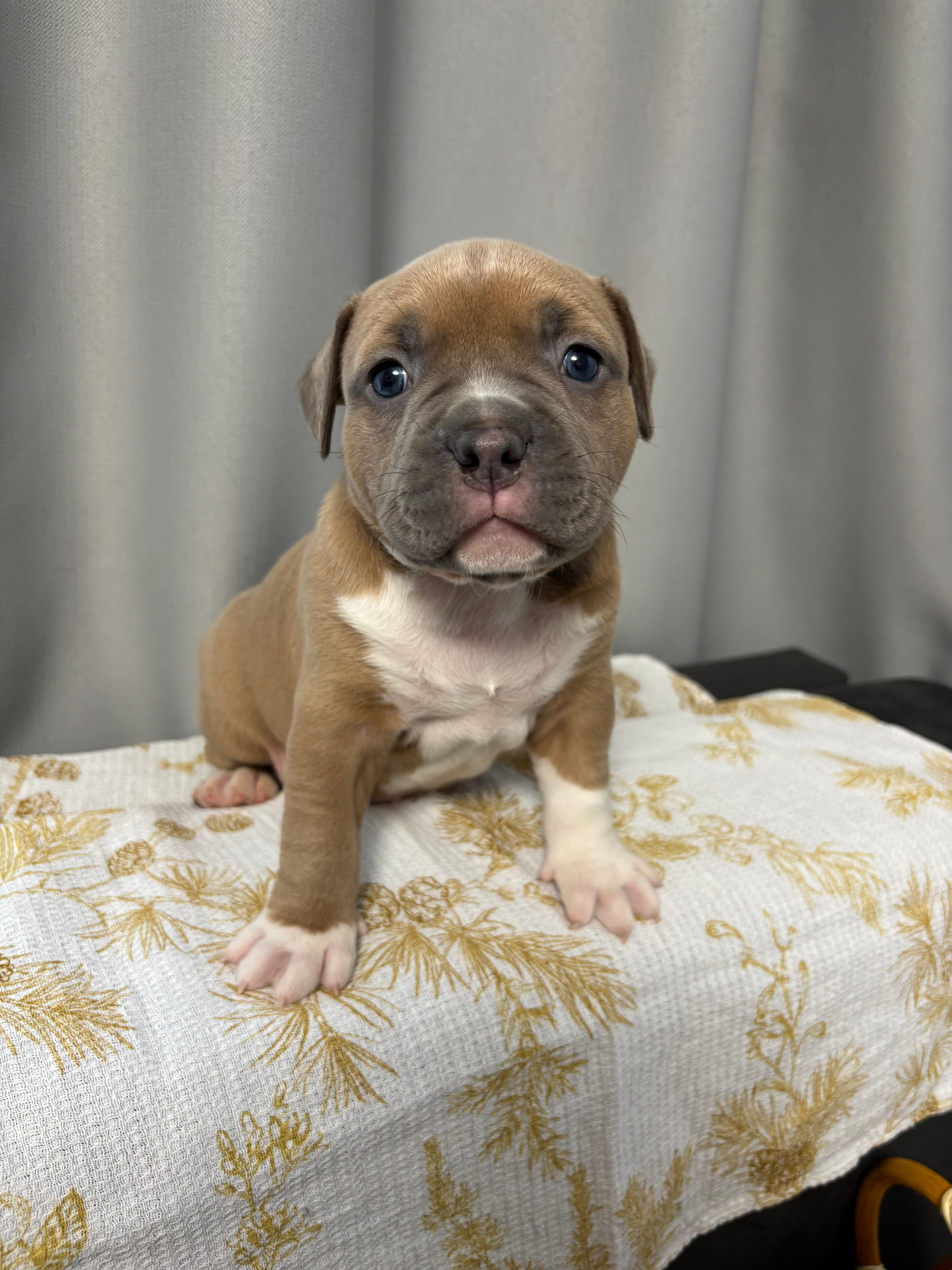 Помет Рич и Дося 04.02.25. Американский Булли в г. Ростов-на-Дону. Питомник THE POWER OF SIBERIA