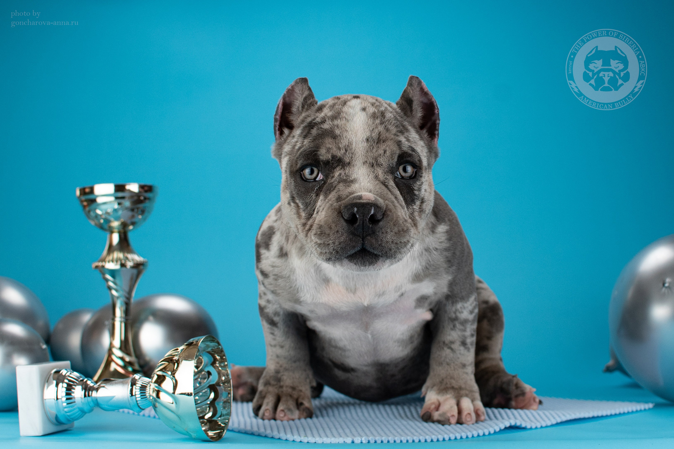 официальный питомник American Bully в Уфе