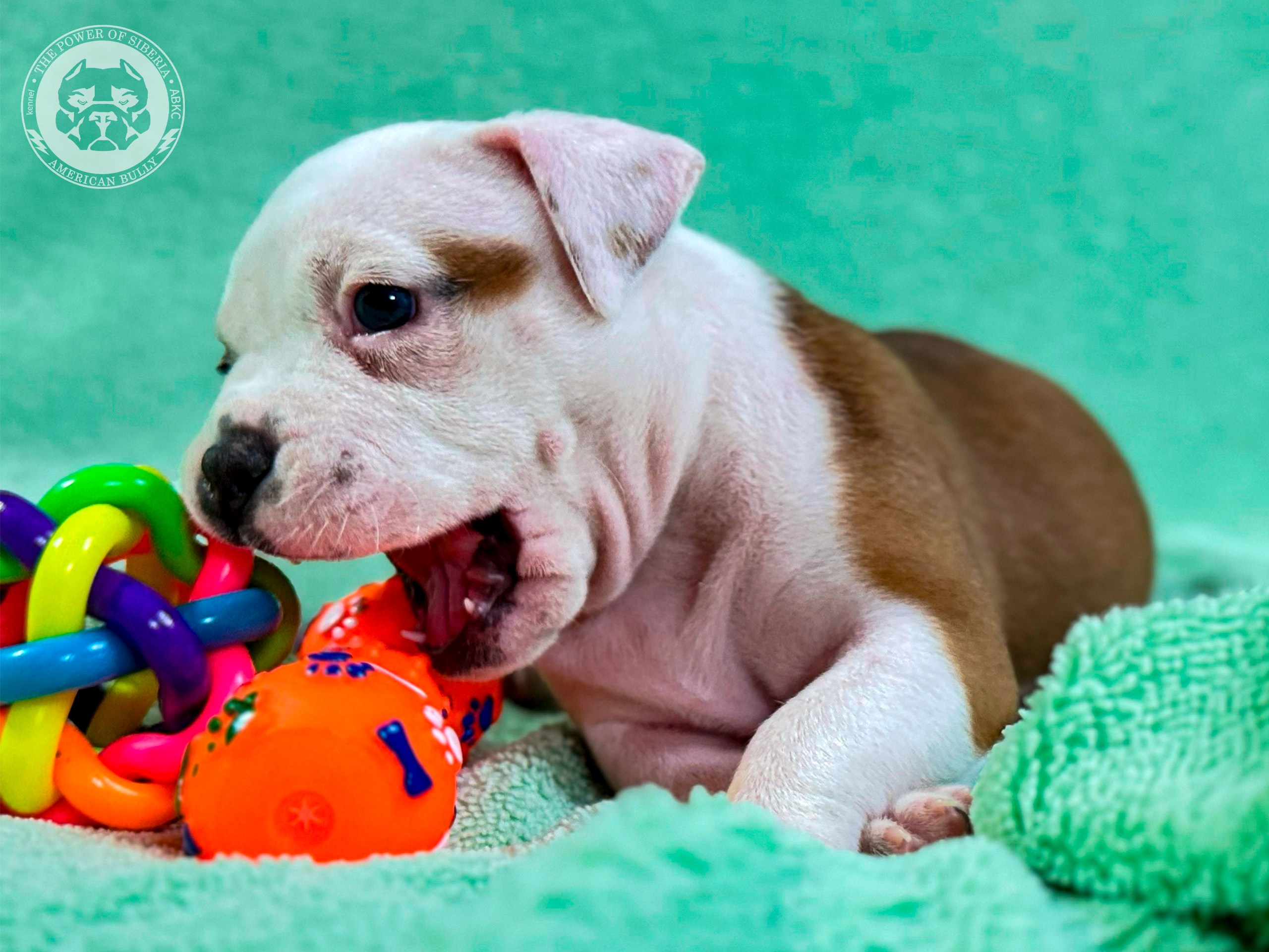 Все свободные щенки. Американский Булли в г. Ростов-на-Дону. Питомник THE POWER OF SIBERIA