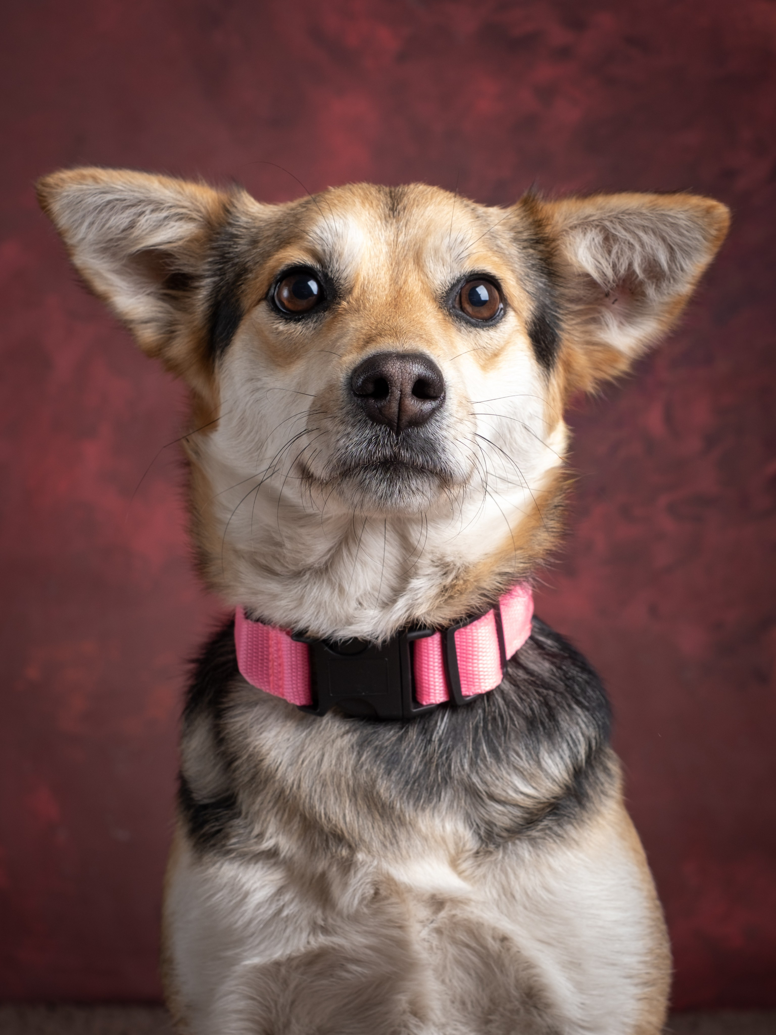 Съемки для пристройства!. Зоофотограф, фотограф животных в Москве и области Дина Дамоцева