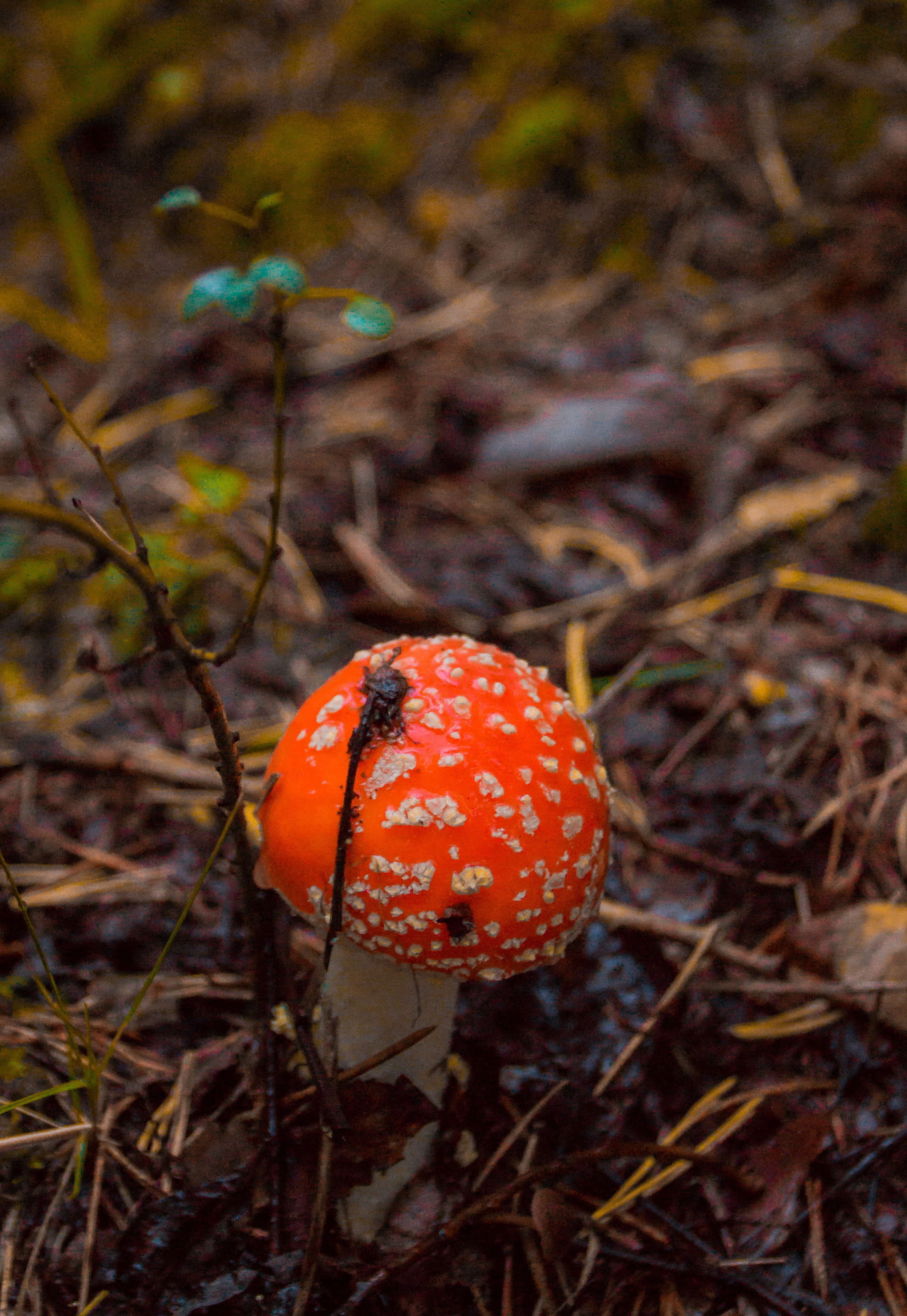 Гора большой Сугомак. Сентябрь, 2023 год. Гора большой Сугомак. Сентябрь 2023 год. Фотограф Переверзева Анна Екатеринбург