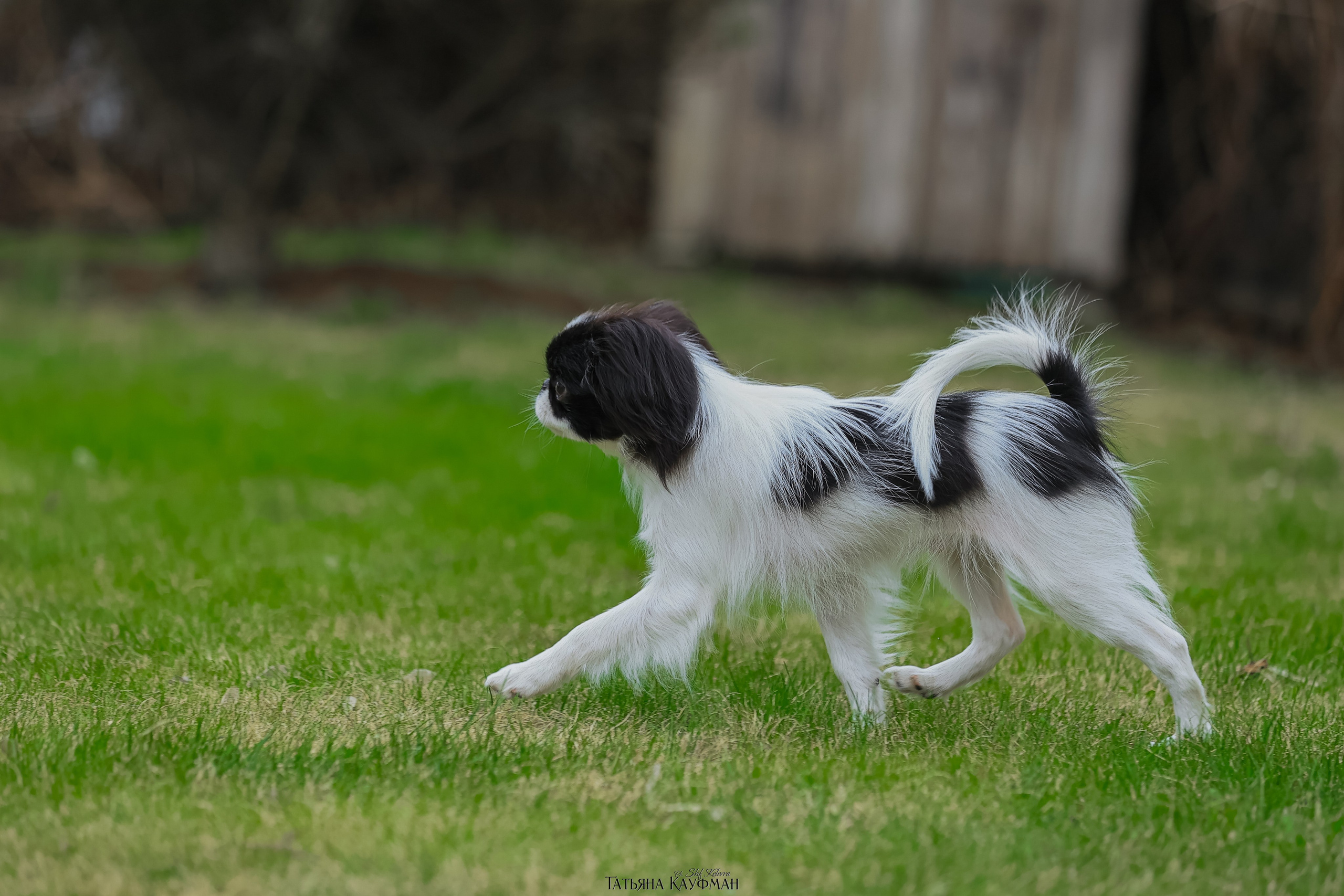Японский хин, фотография японский хин, собака в цветах, красивая собака, фотограф анималист, фотокурс Анималистика, научиться фотографировать собак, фотограф Новосибирск
