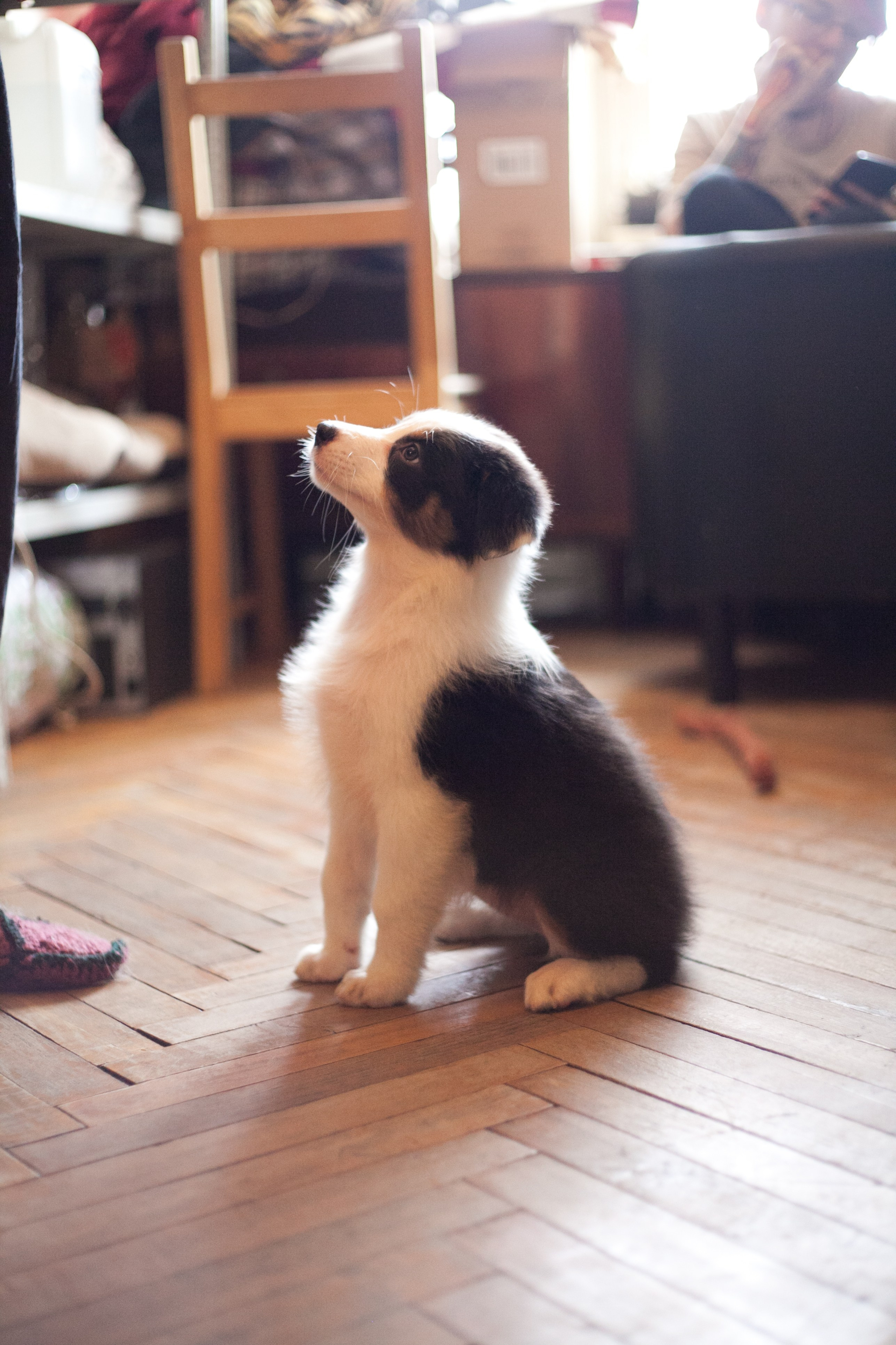 Ива. BLGKV питомник собак