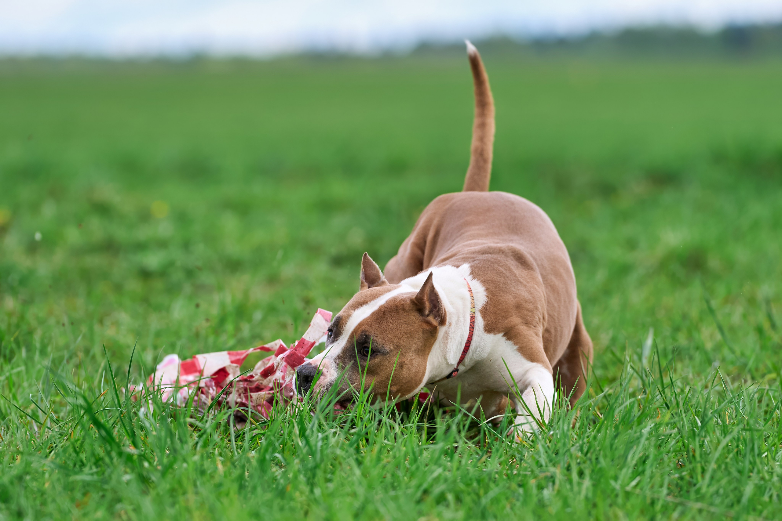 Тренировка по курсингу «на Ярославке». Фотограф-анималист Михаил Манухин