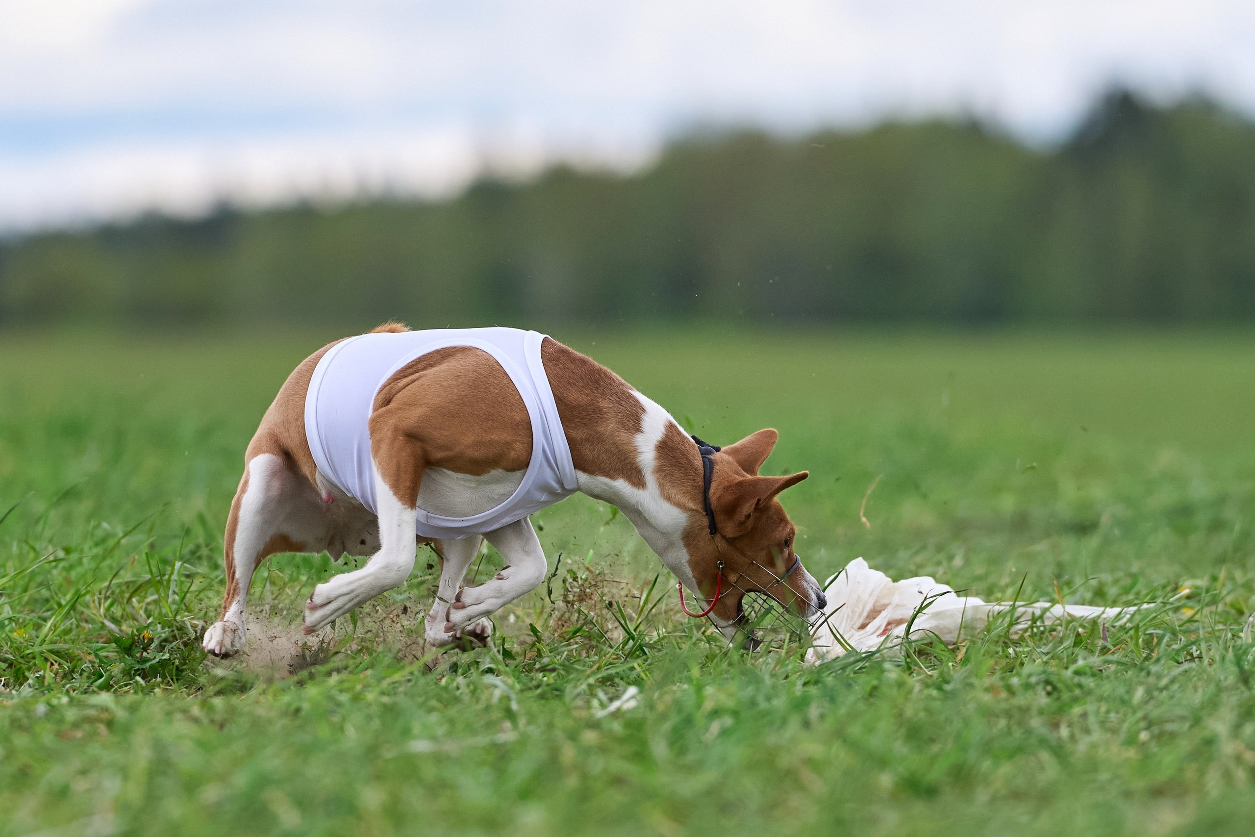 ПЧРКФ по курсингу. Фотограф-анималист Михаил Манухин