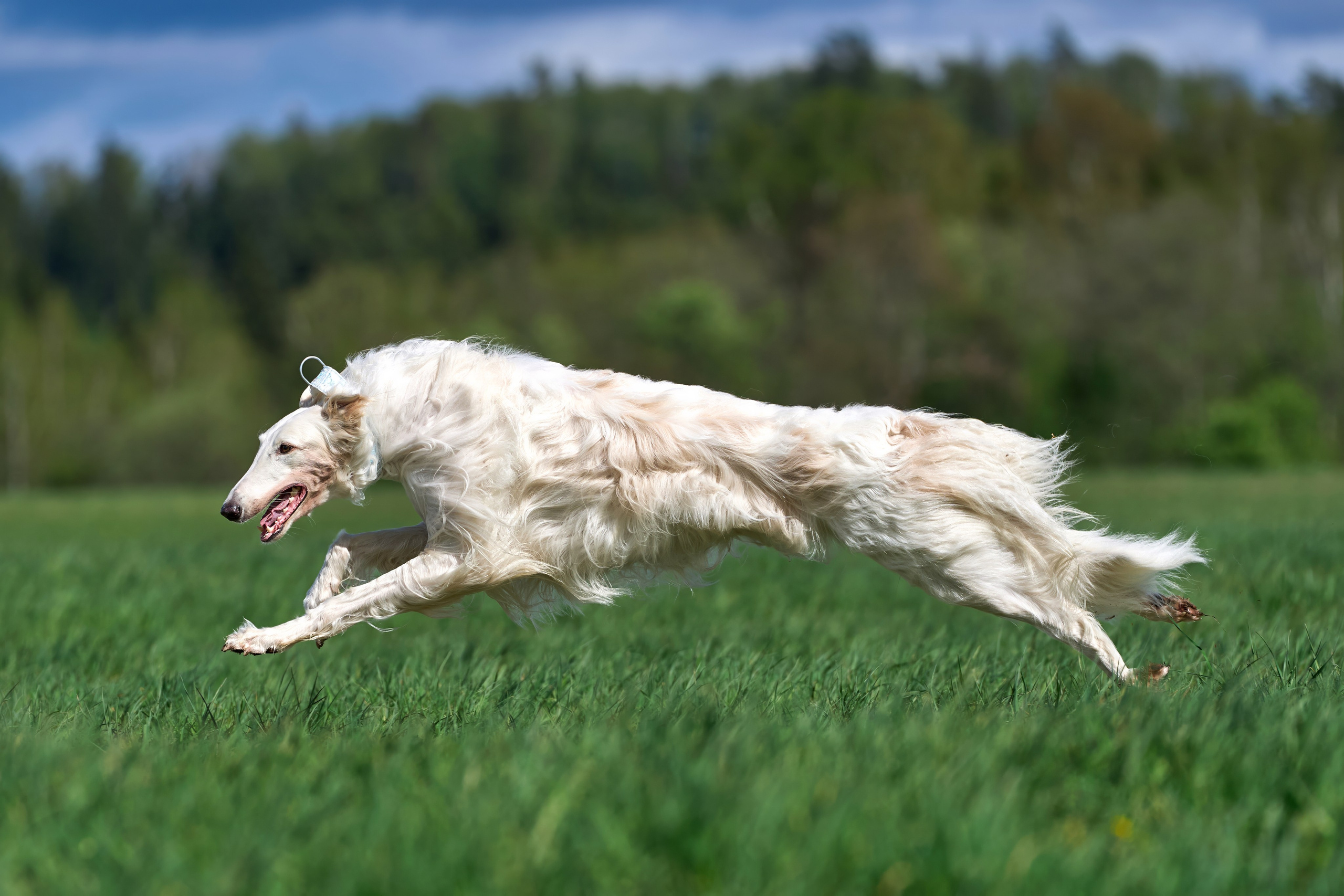 Тренировка по курсингу «на Ярославке». Фотограф-анималист Михаил Манухин