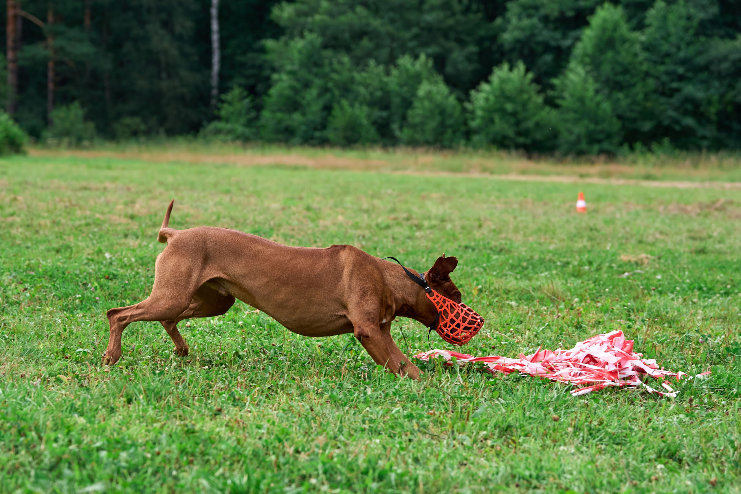 Тренировка в Донино. Фотограф-анималист Михаил Манухин