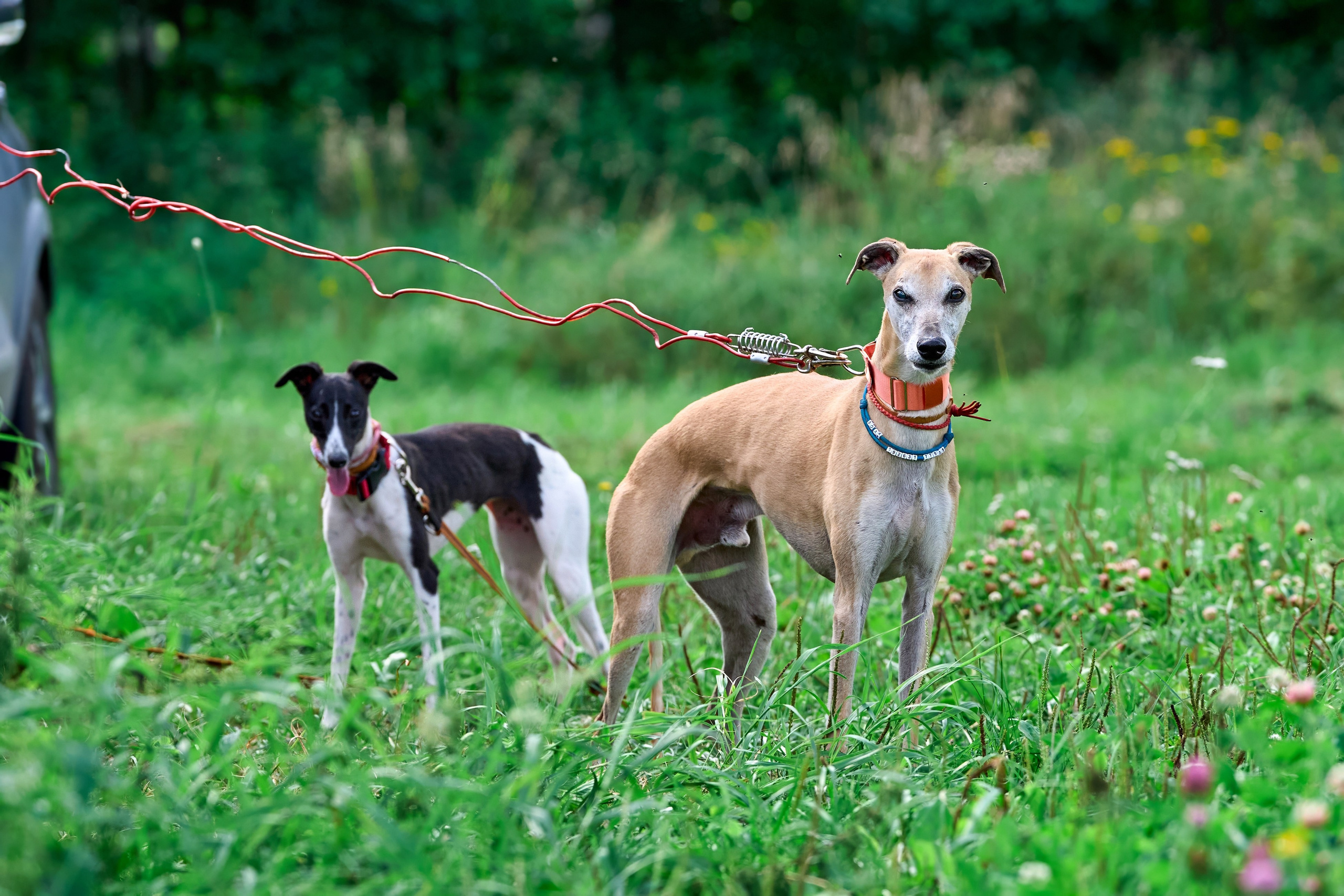 Тренировка в Донино. Фотограф-анималист Михаил Манухин