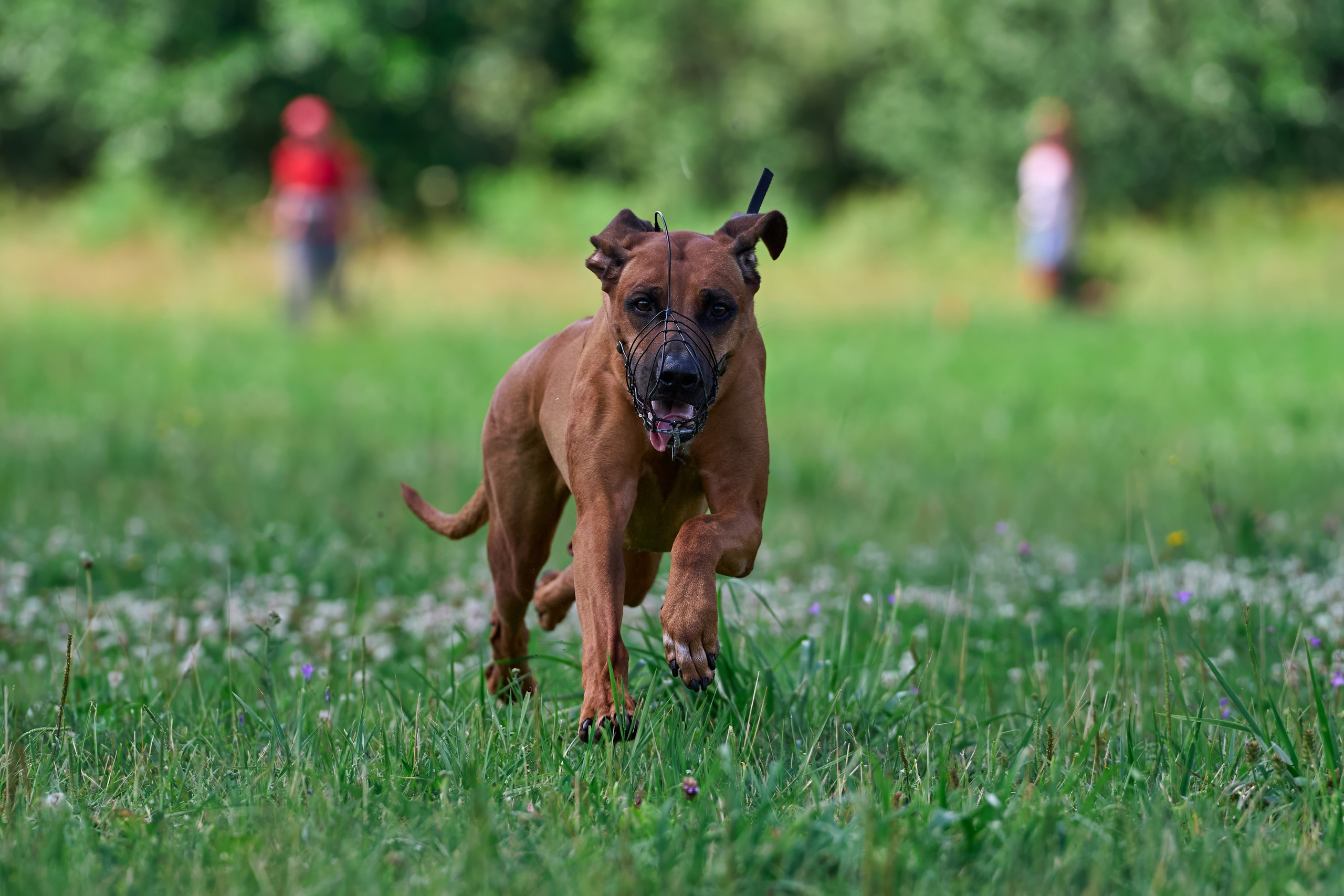 Тренировка по курсингу в Донино. Фотограф-анималист Михаил Манухин