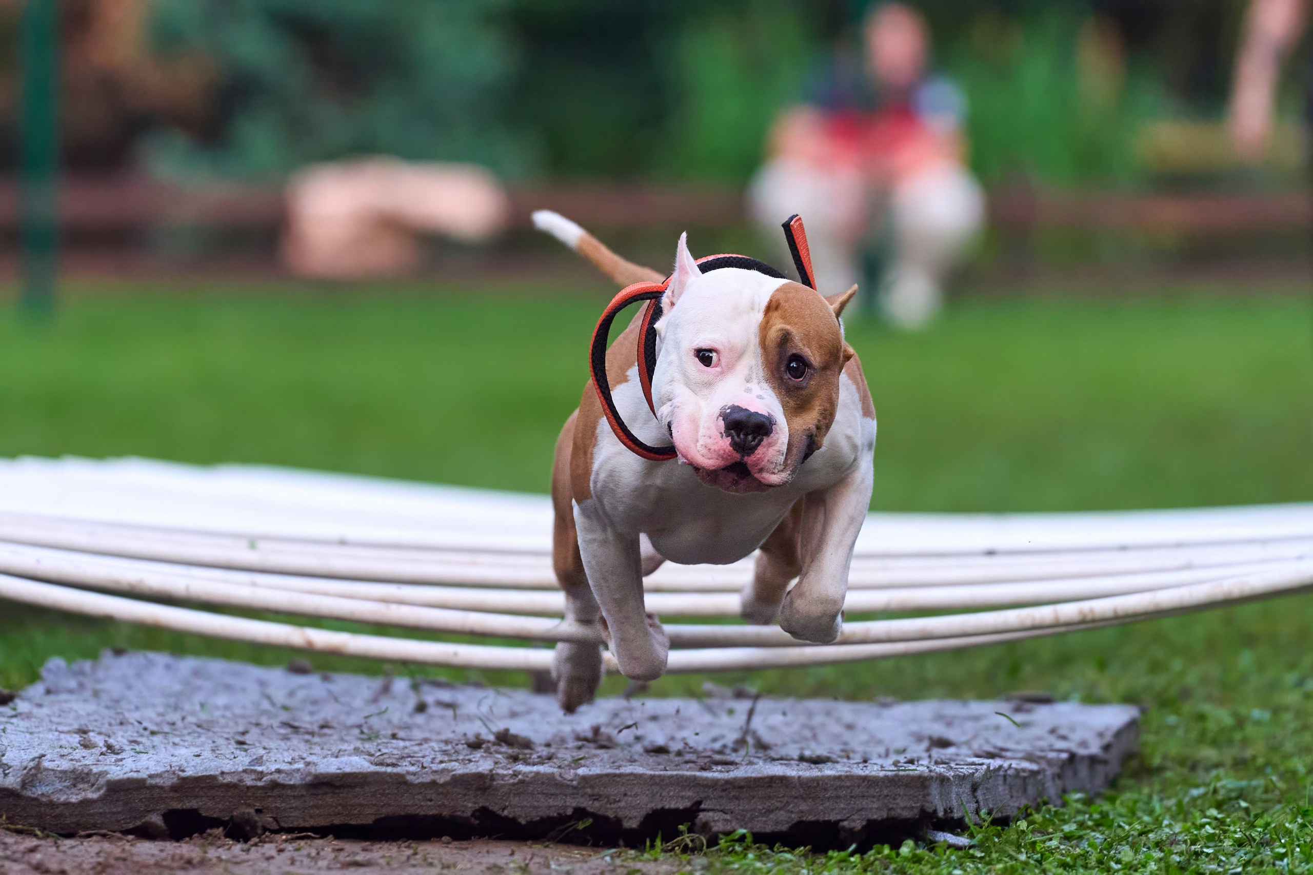 Jump'n'Gym JUMP! — 2024. Фотограф-анималист Михаил Манухин