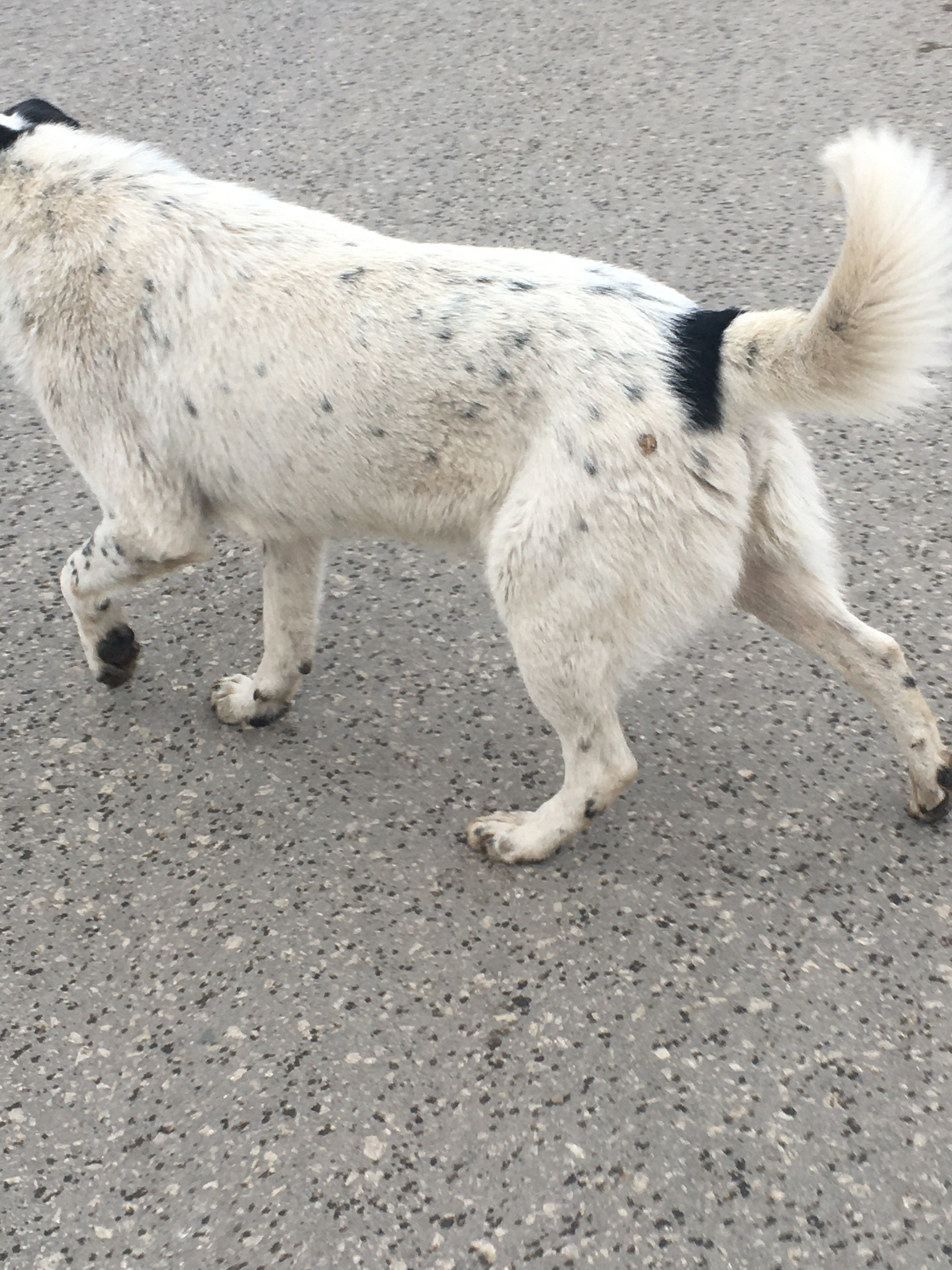 Предвзятая действительность. Дима Птицын