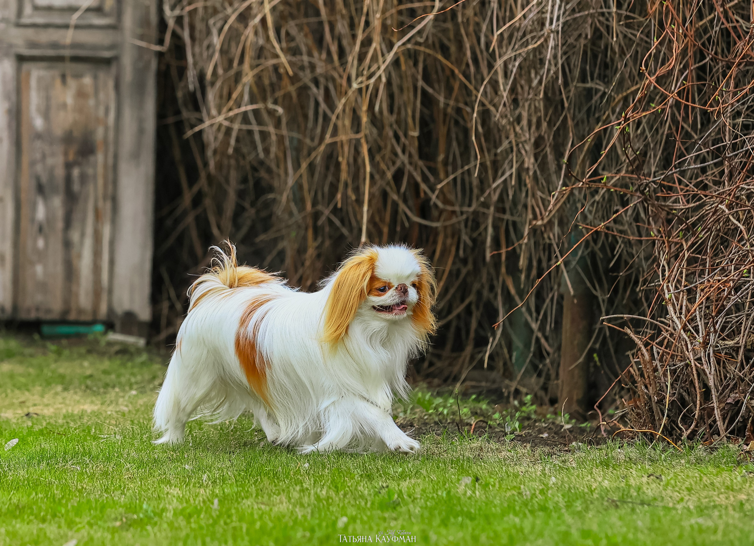 Японский хин, фотография японский хин, собака в цветах, красивая собака, фотограф анималист, фотокурс Анималистика, научиться фотографировать собак, фотограф Новосибирск