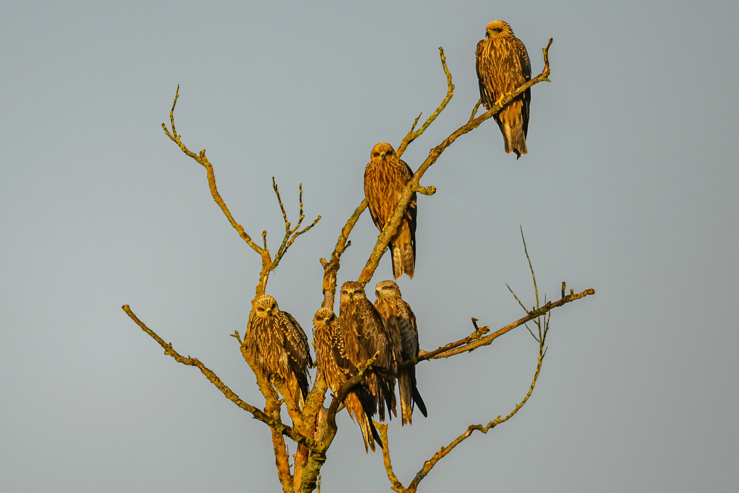 Коршуны. Wildlife photography by Sergey Puponin