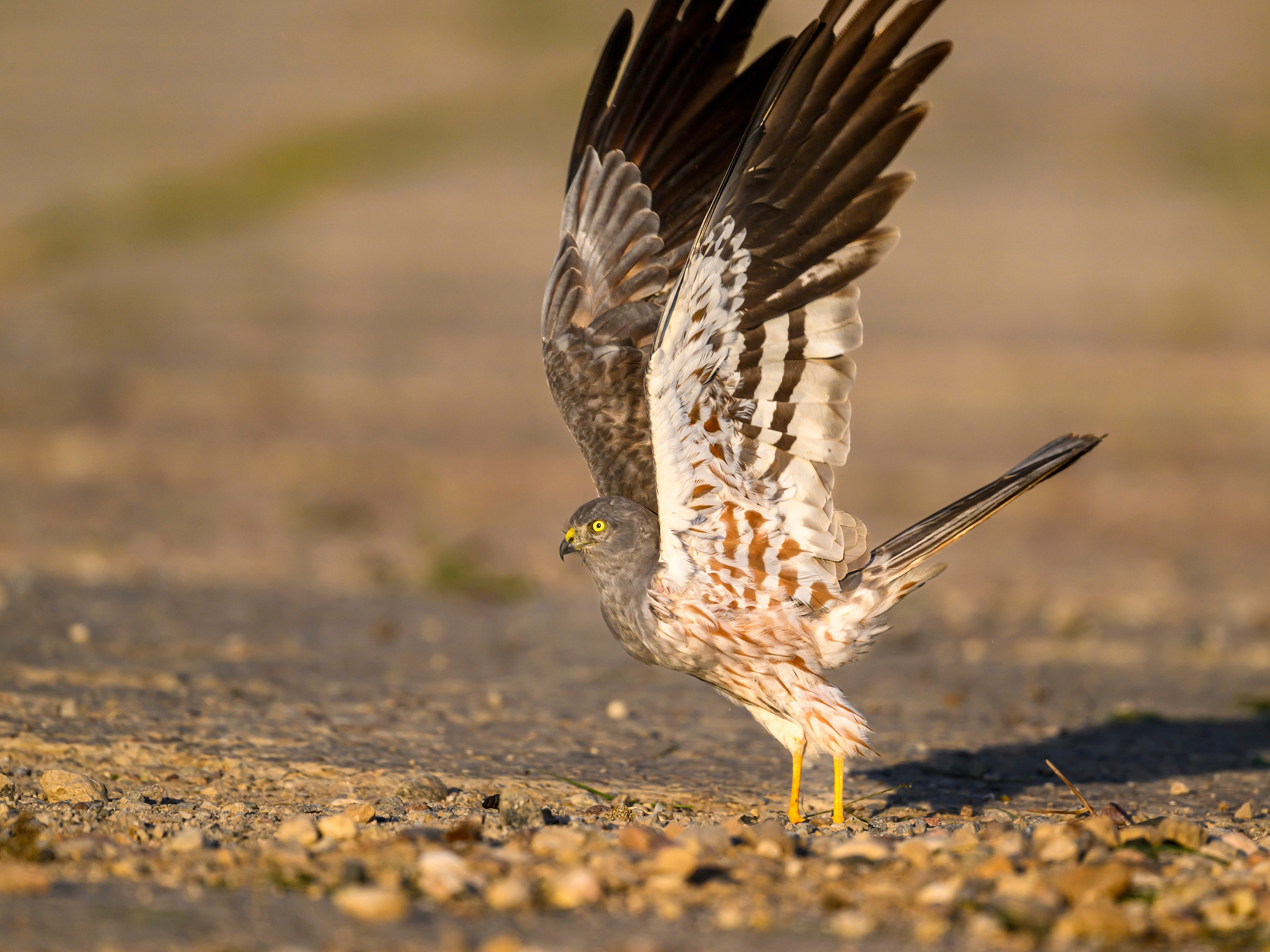 Лунь и коршуны. Harrier and Kites. Wildlife photography by Sergey Puponin