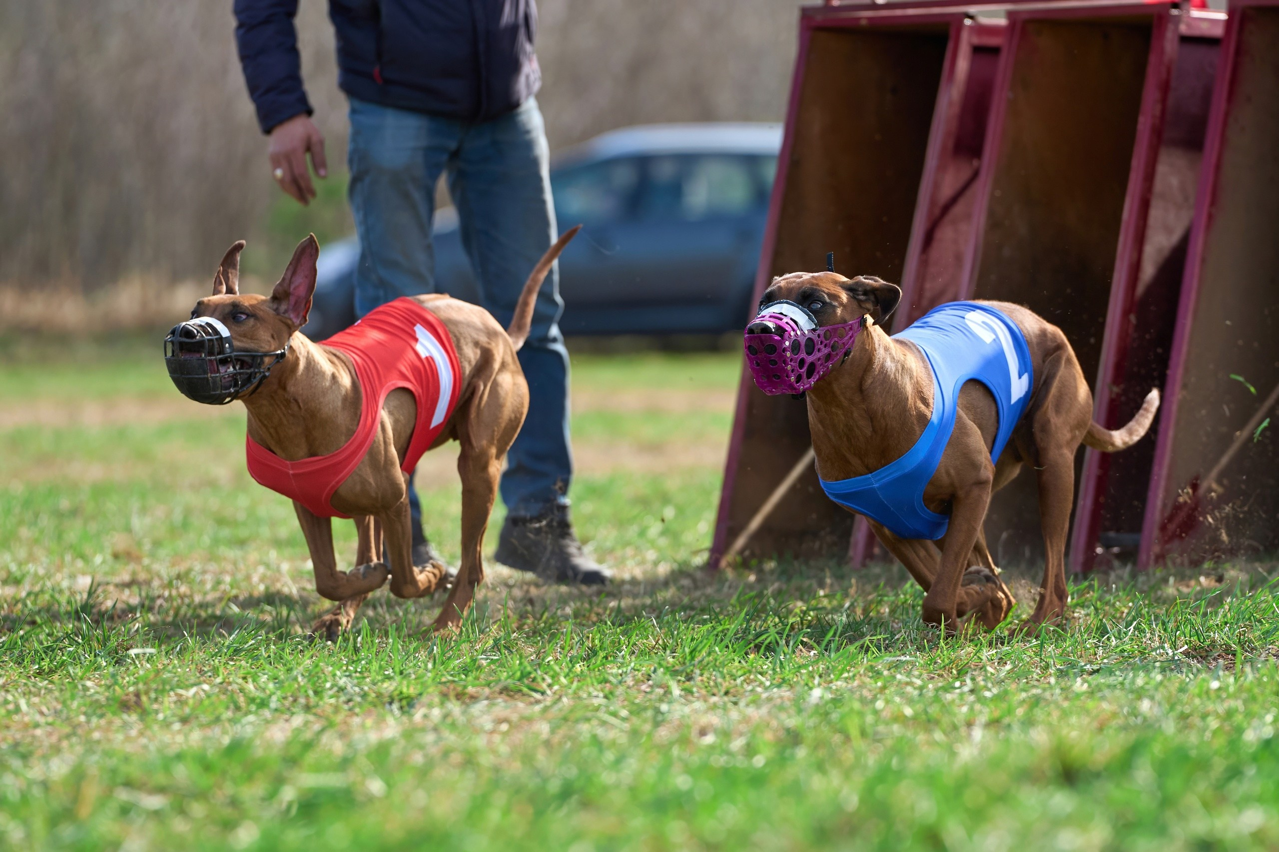 Квалификация по рейсингу. Фотограф-анималист Михаил Манухин