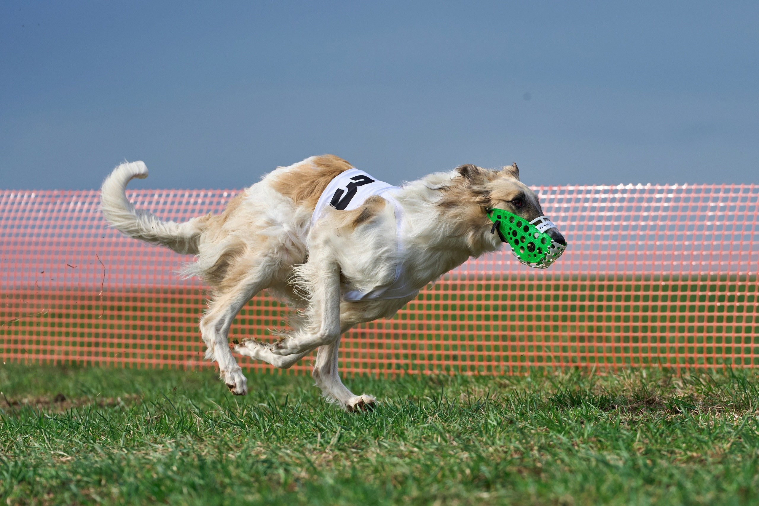Квалификация по рейсингу. Фотограф-анималист Михаил Манухин