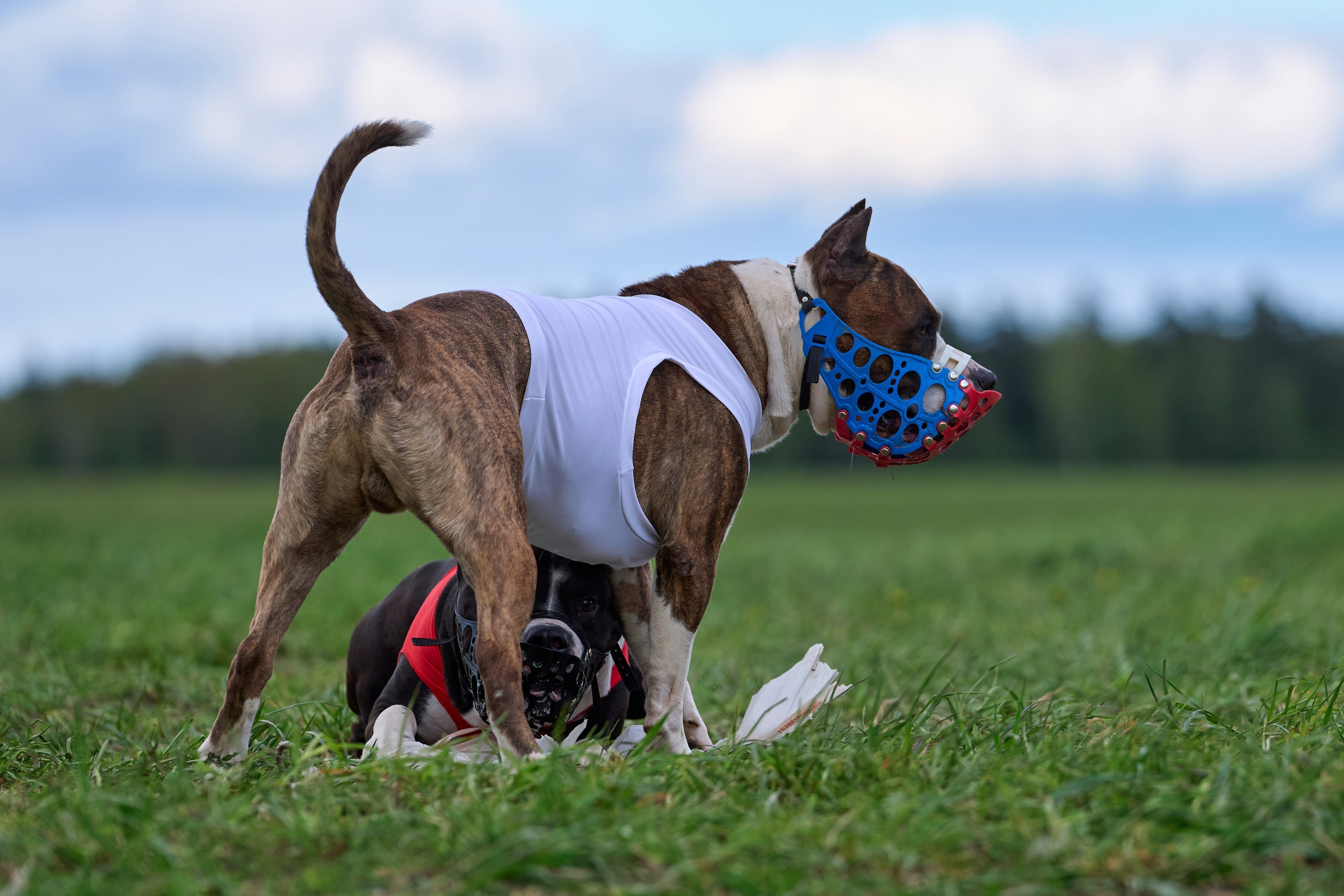 ЧРКФ по бегам за мех.приманкой. Фотограф-анималист Михаил Манухин