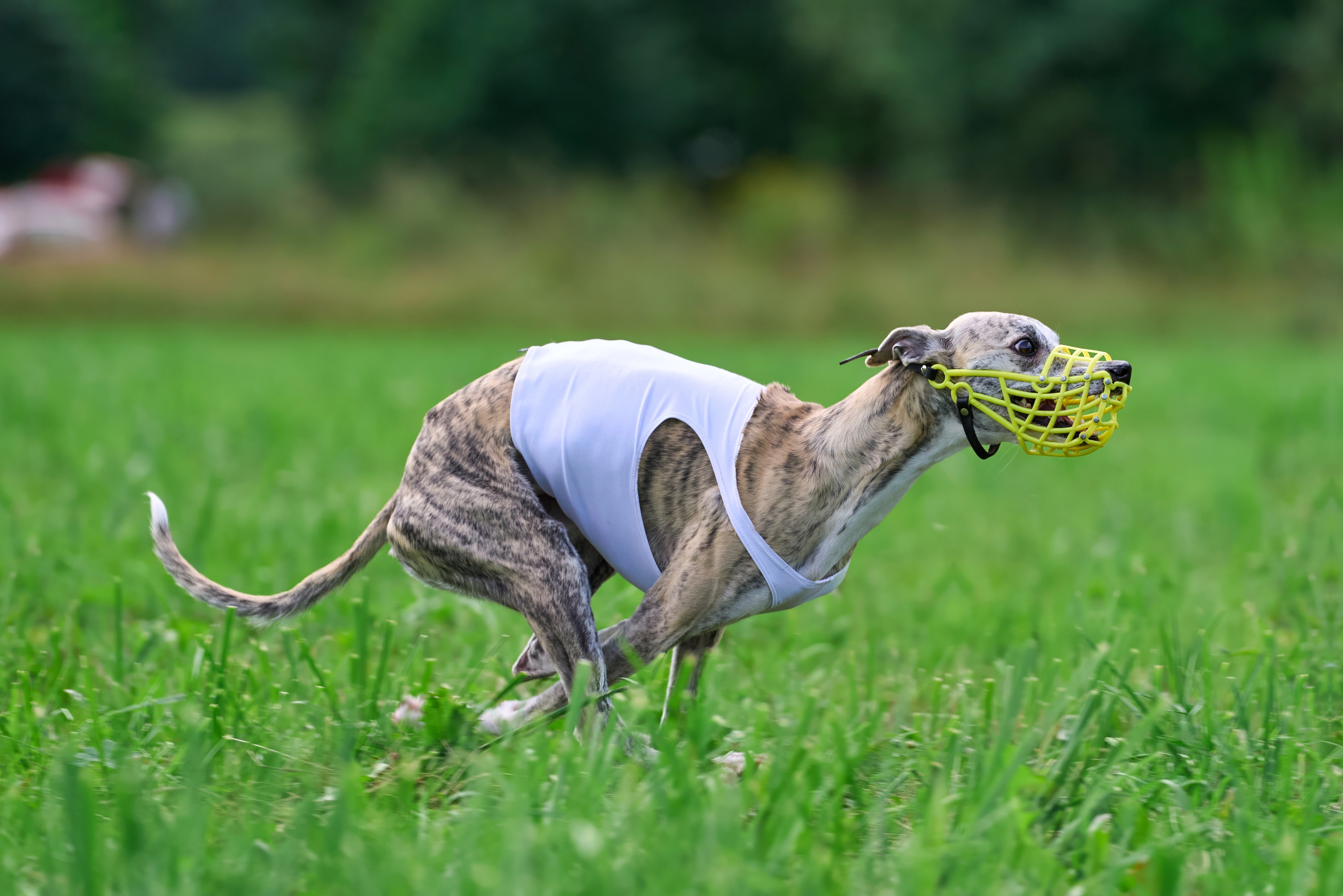 Тренировка в Донино. Фотограф-анималист Михаил Манухин