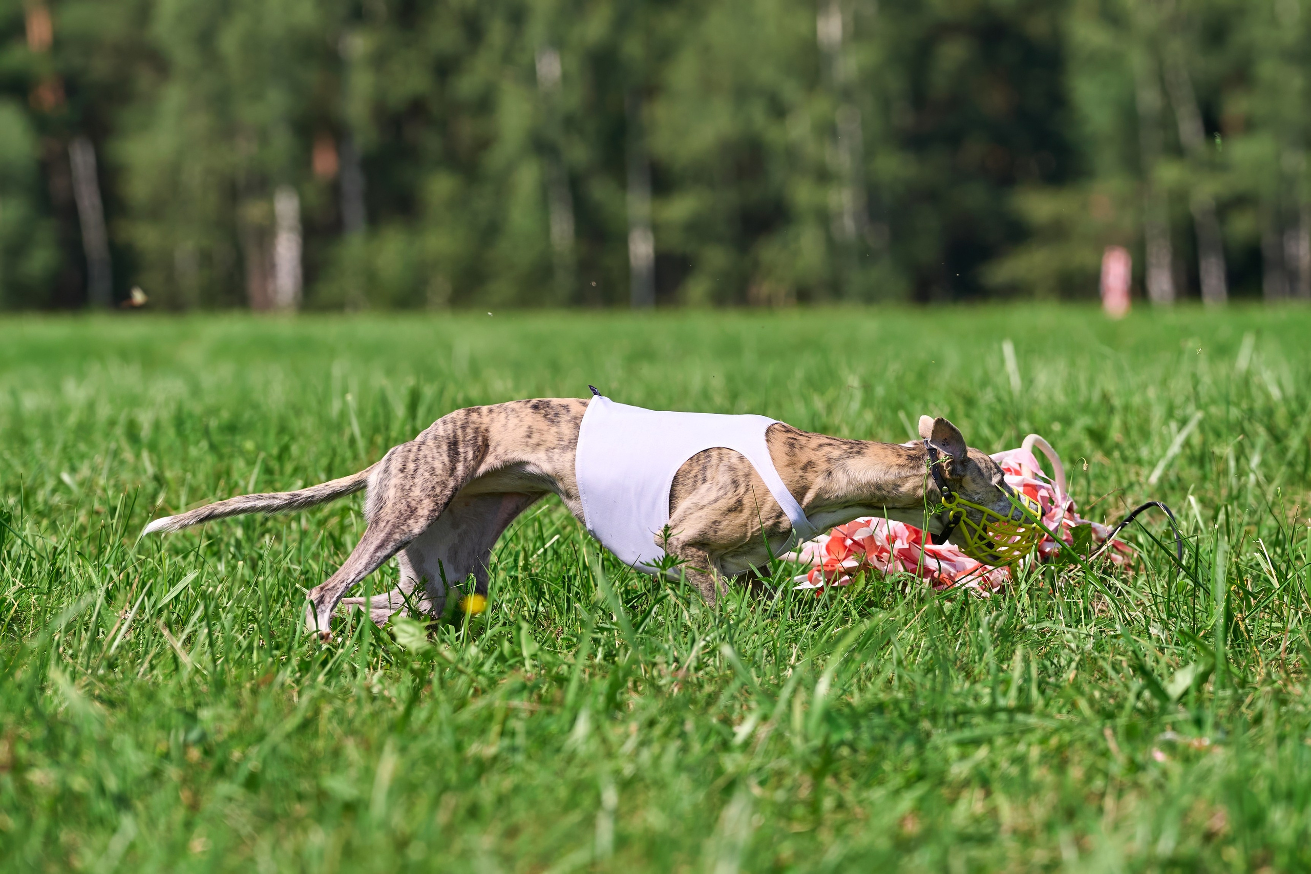 Тренировка в Донино. Фотограф-анималист Михаил Манухин