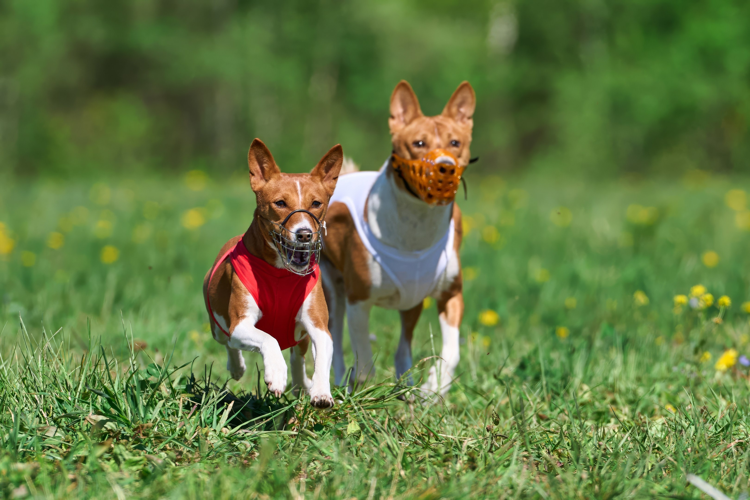Квалификация по курсингу Донино. Фотограф-анималист Михаил Манухин