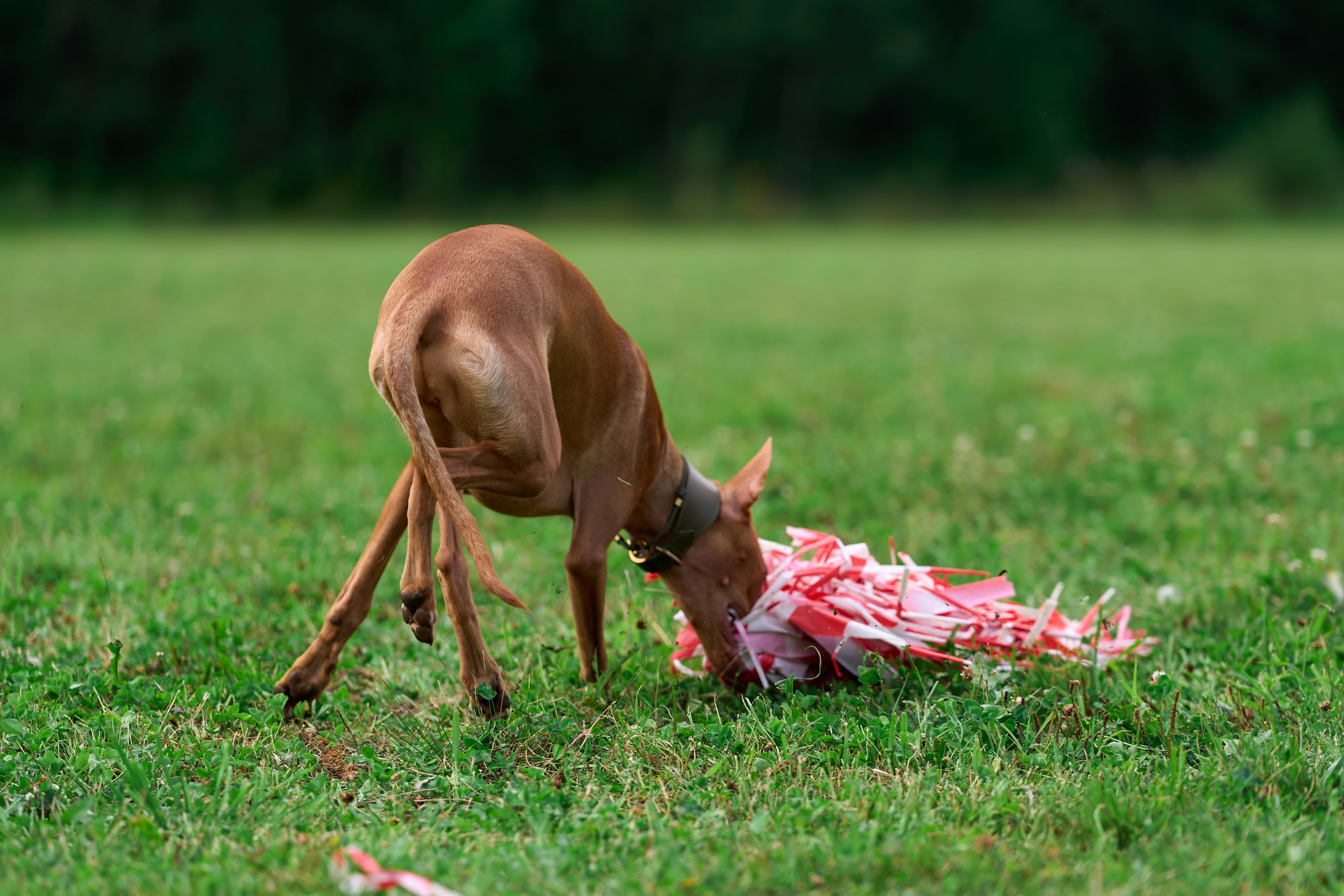 Тренировка в Донино. Фотограф-анималист Михаил Манухин