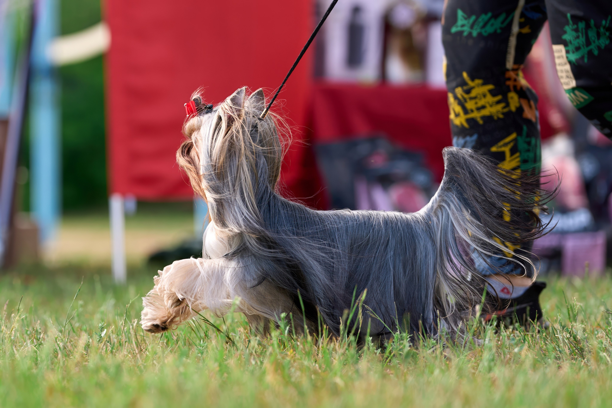 Выставка «ИЗ СОЗВЕЗДИЯ БОЛЬШОГО ПСА 2024». Фотограф-анималист Михаил Манухин