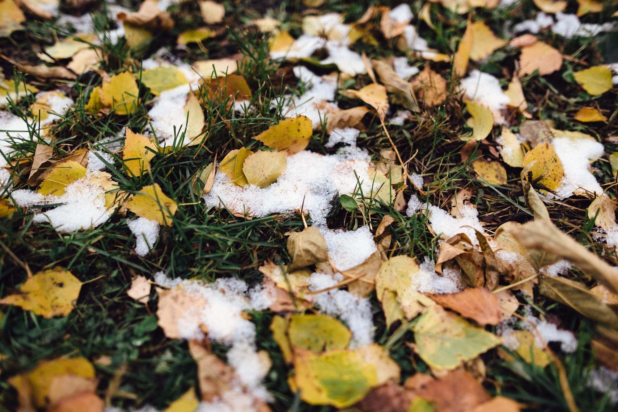 Friends. Свадебный и семейный фотограф Тамбов