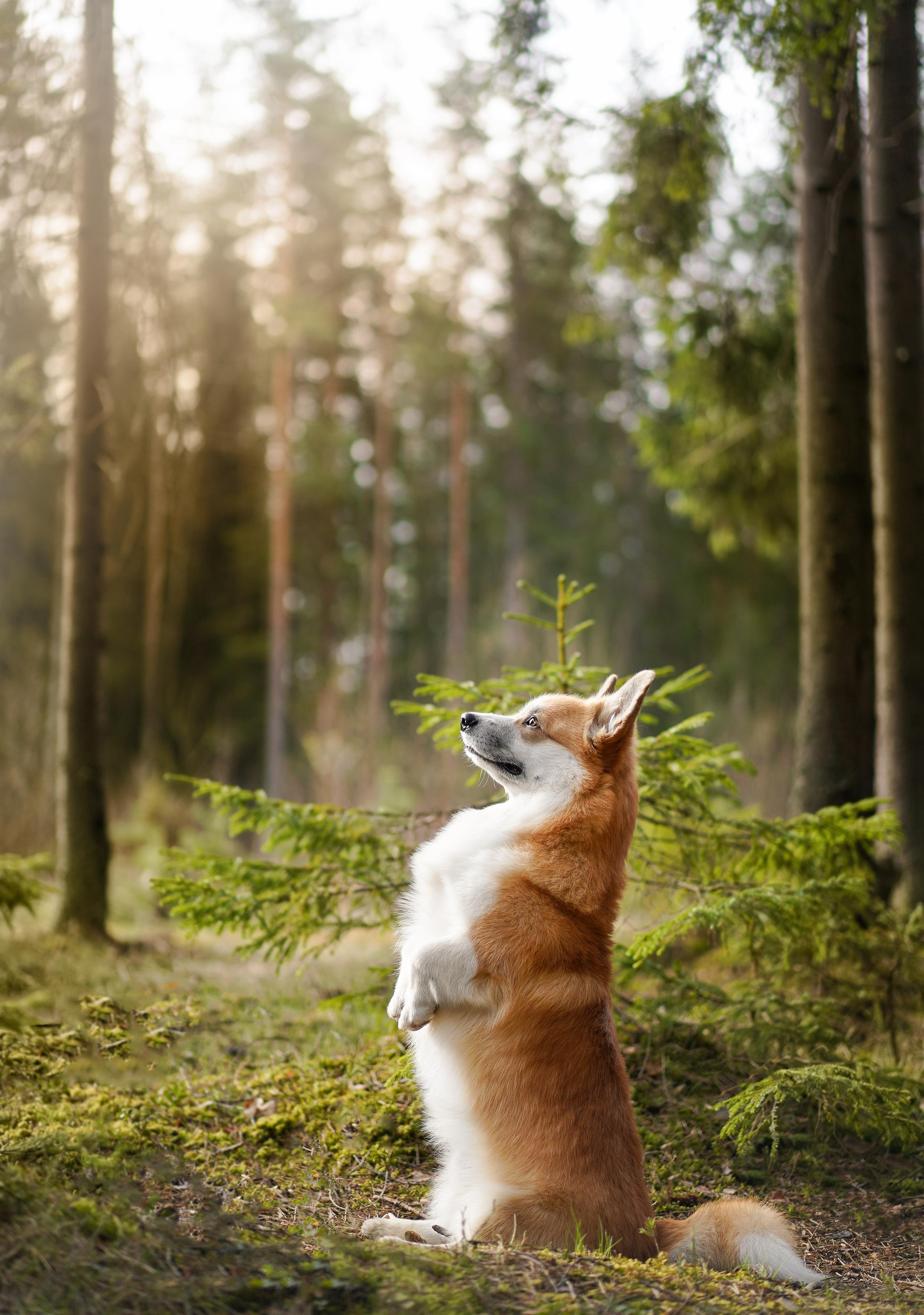 Фотограф-анималист в Санкт-Петербурге Яна Мартынова