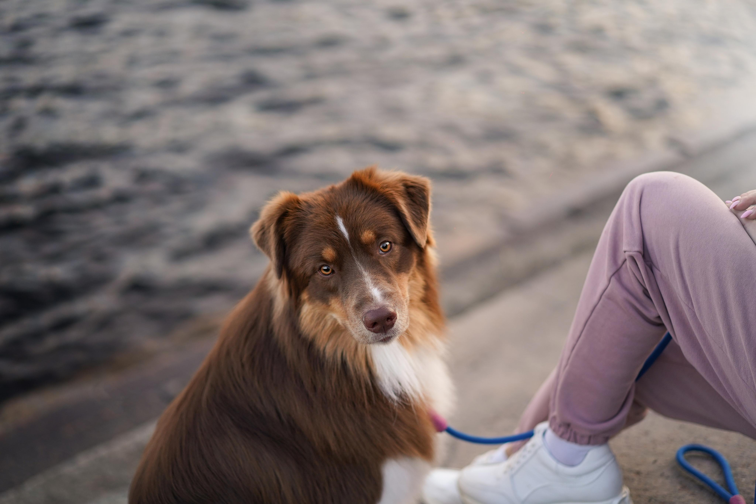 Фотограф-анималист в Санкт-Петербурге Яна Мартынова