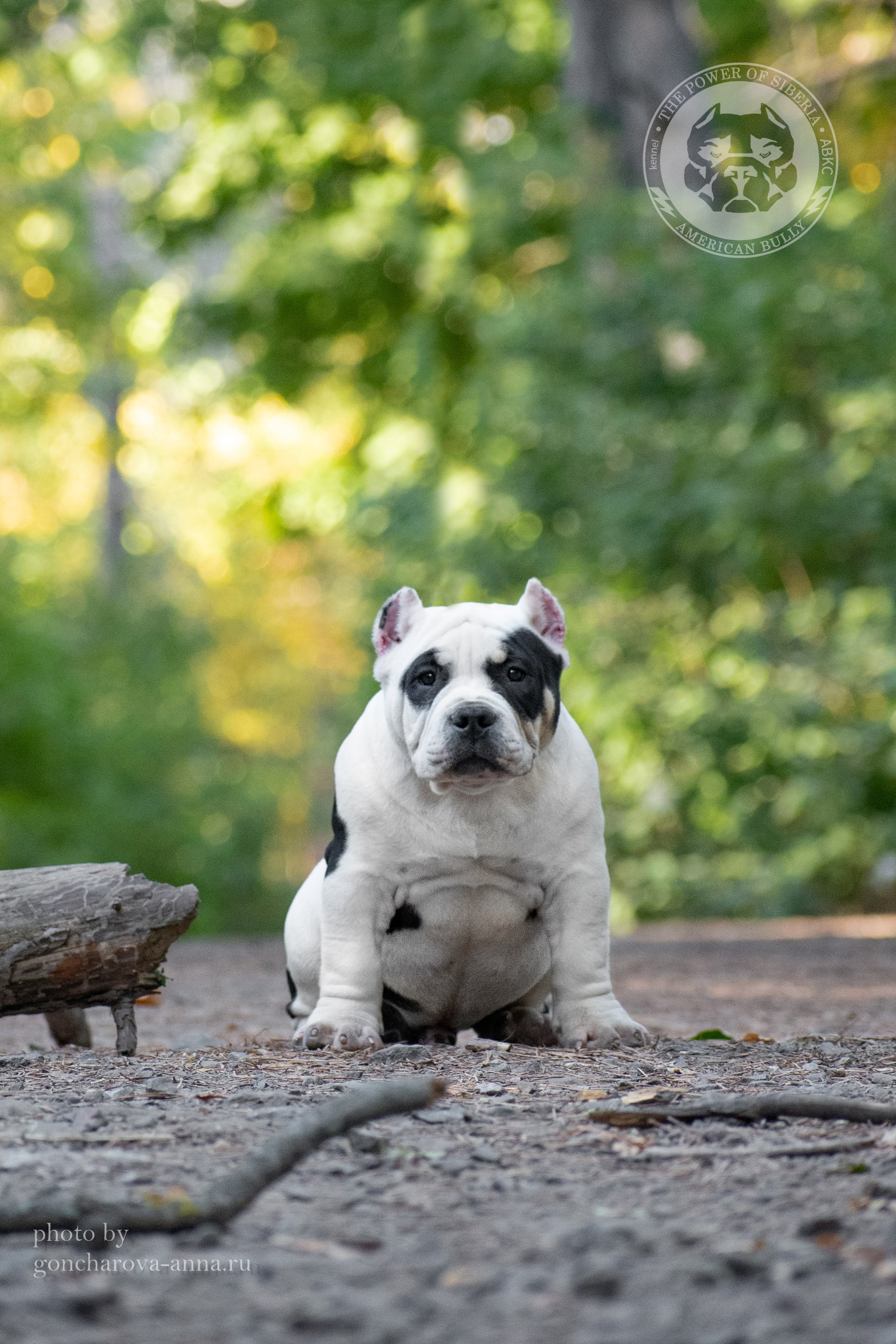 продажа щенков American Bully в Донецке