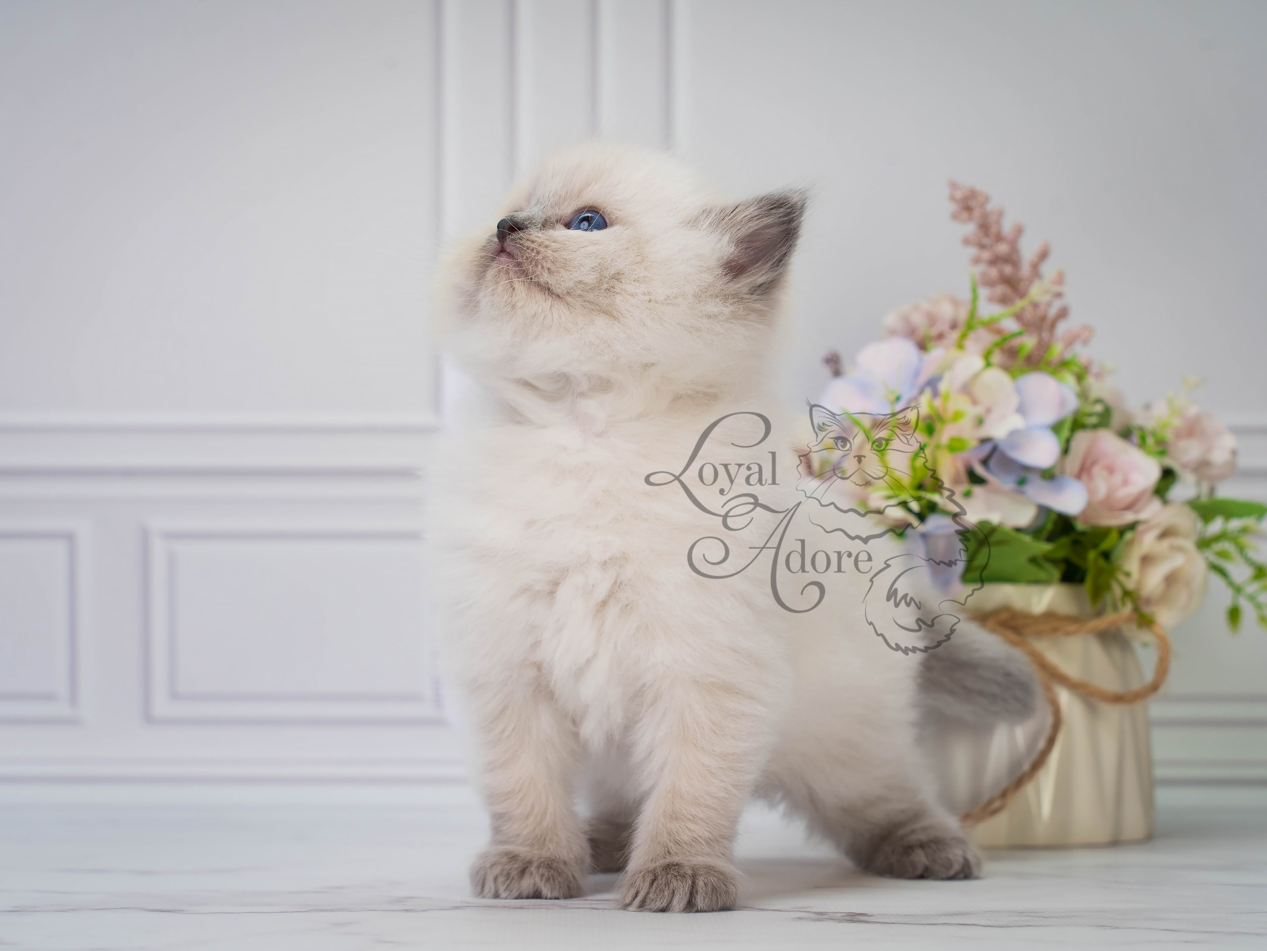 Все свободные котята. Питомник рэгдолл Loyal Adore