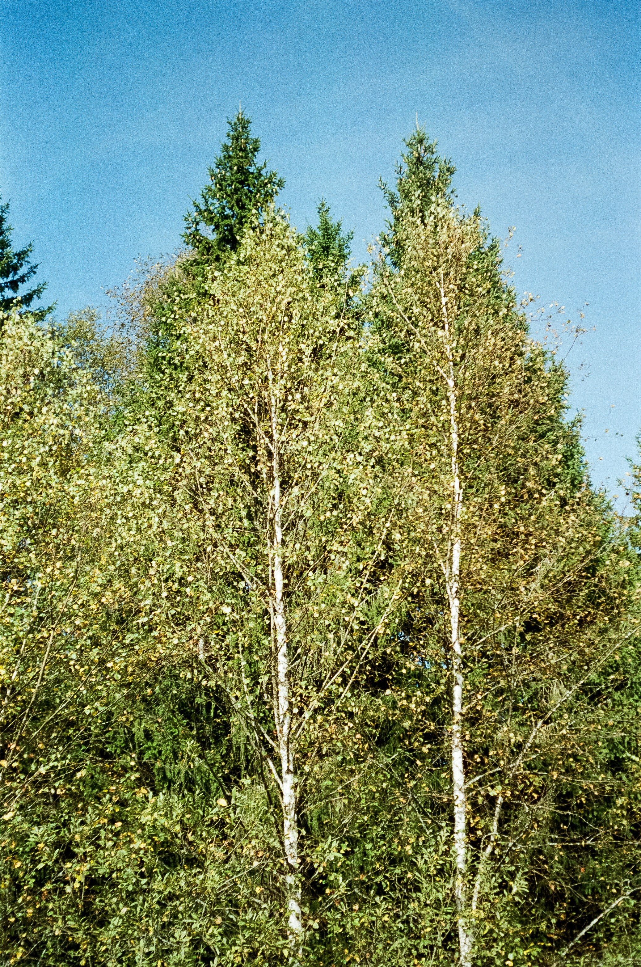 Voigtlander Vitessa / Color-Skopar 50 mm f/3.5 / Kodak Gold 100 (просрочка)