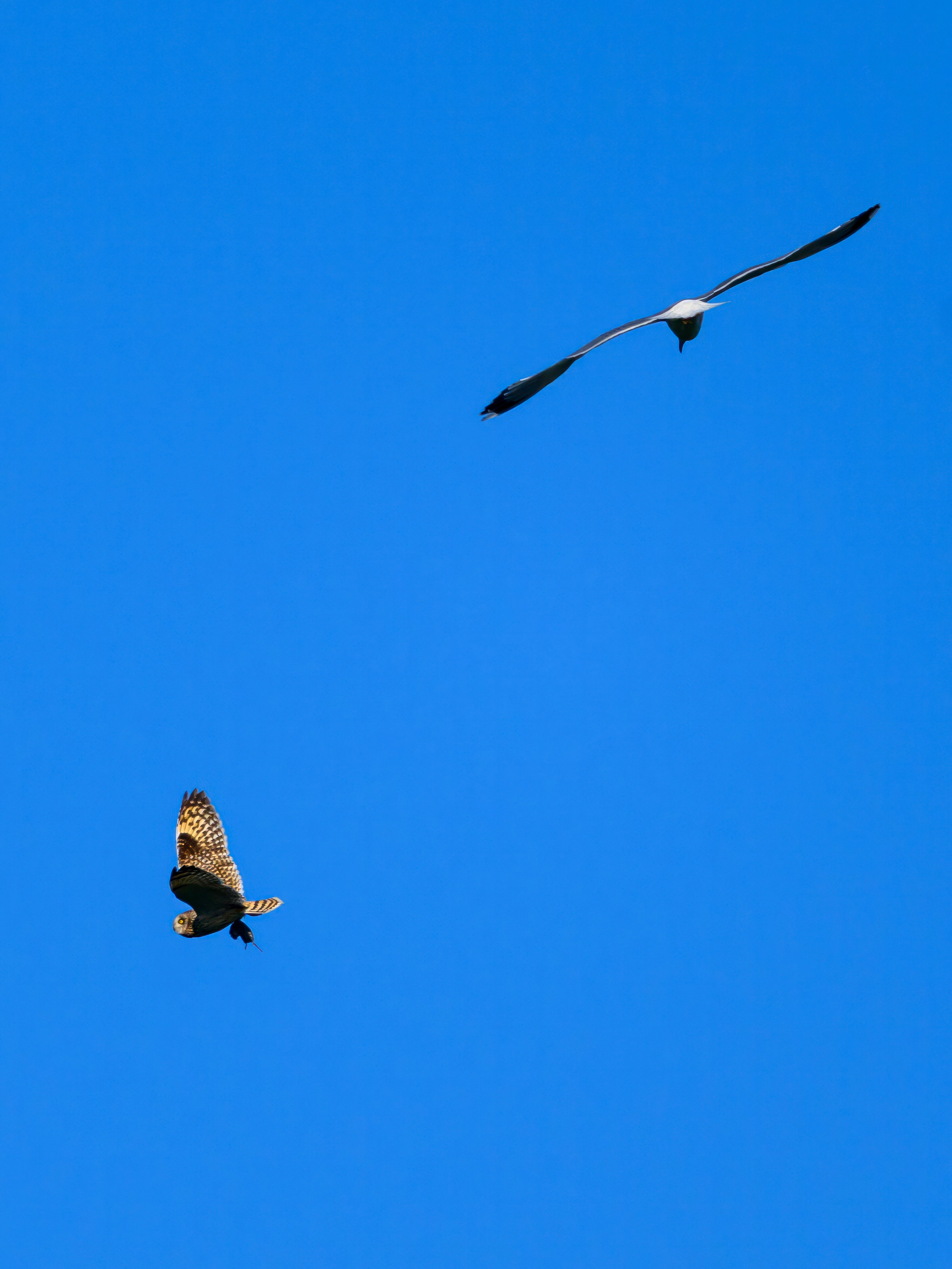 Охота сов и разбой средь бела дня!. Wildlife photography by Sergey Puponin