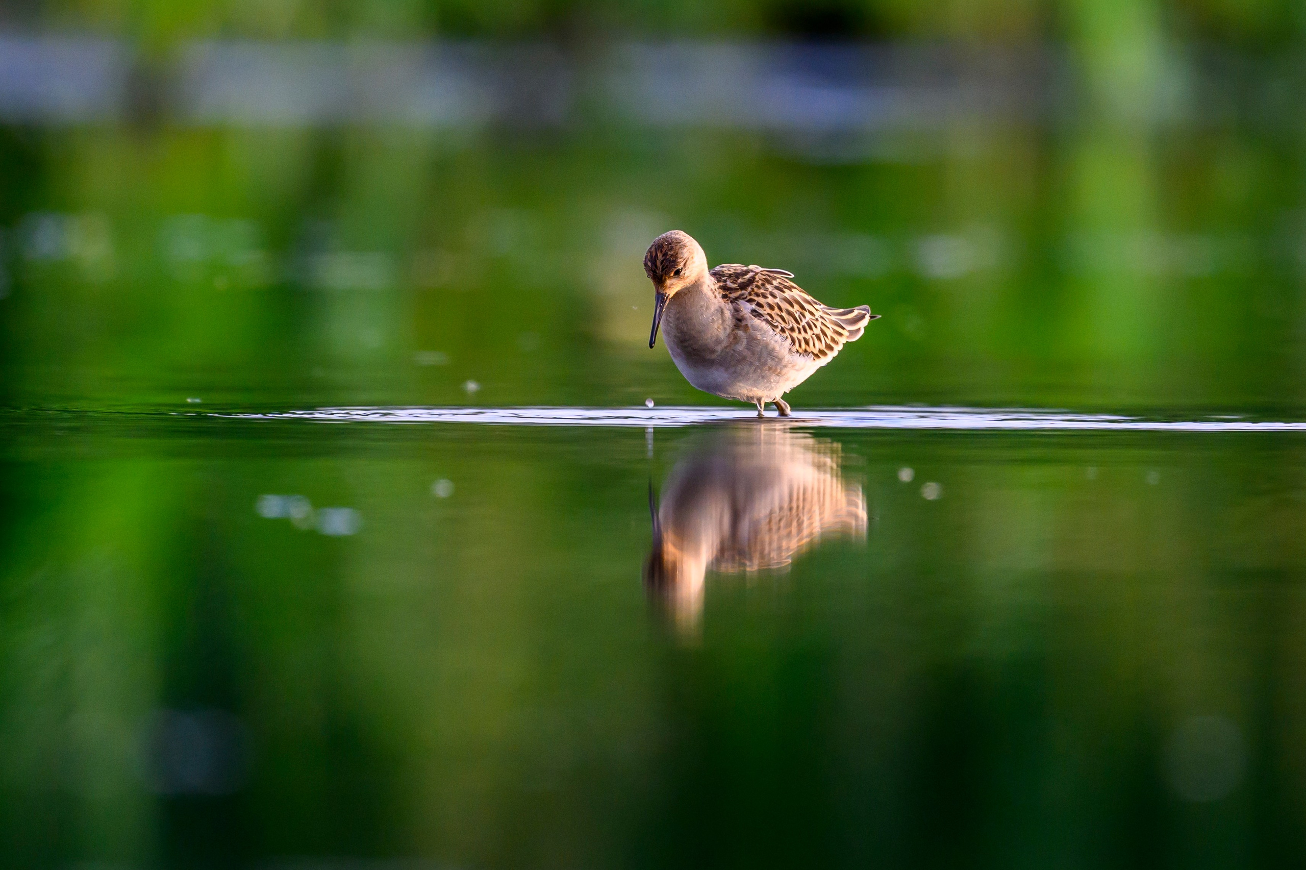 Веретенники, фифи и турухтаны. Godwits, Wood sandpipers and Ruffs. Фотограф Сергей Пупонин