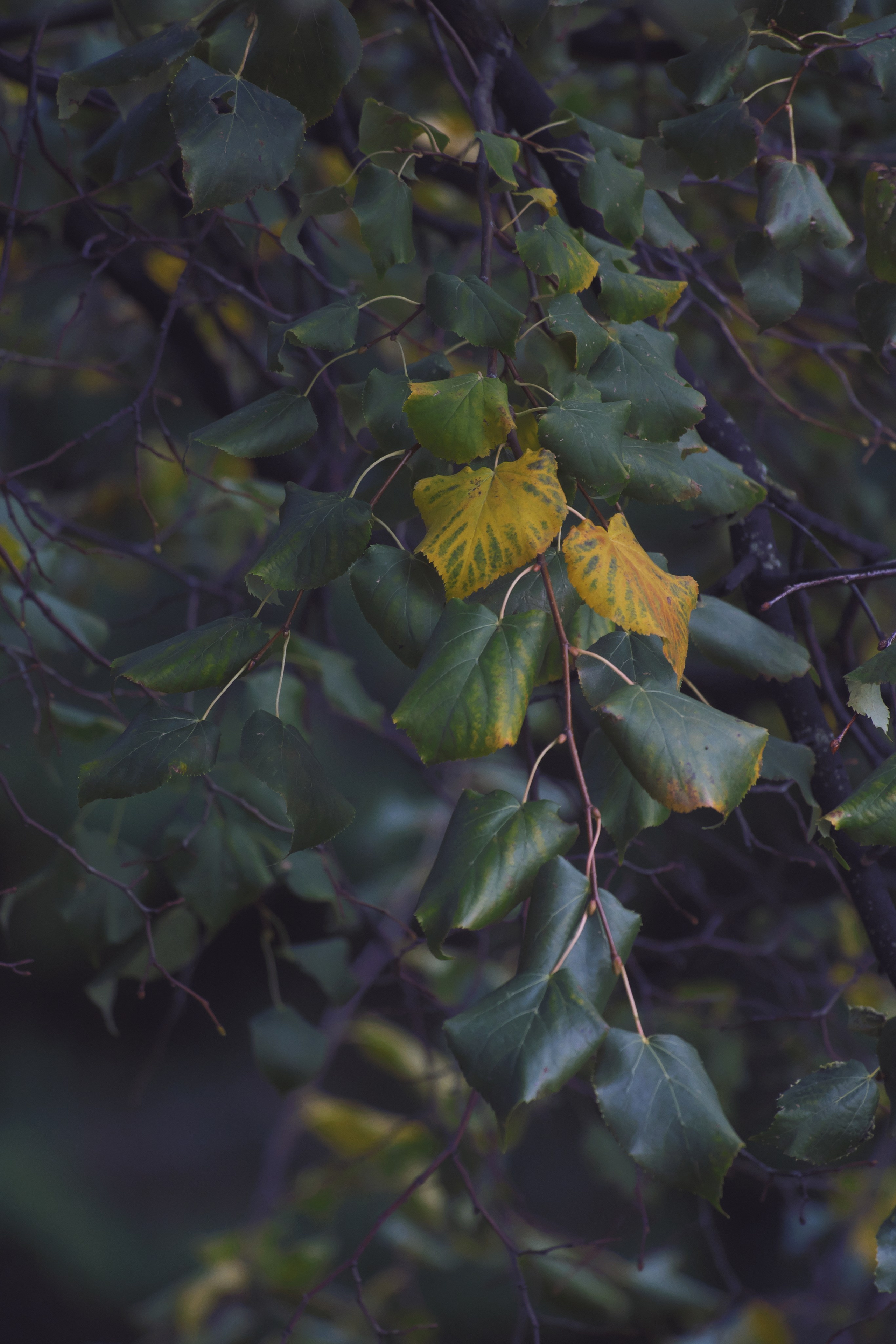 Осень 🍂. Миша Печёнкин | фотография
