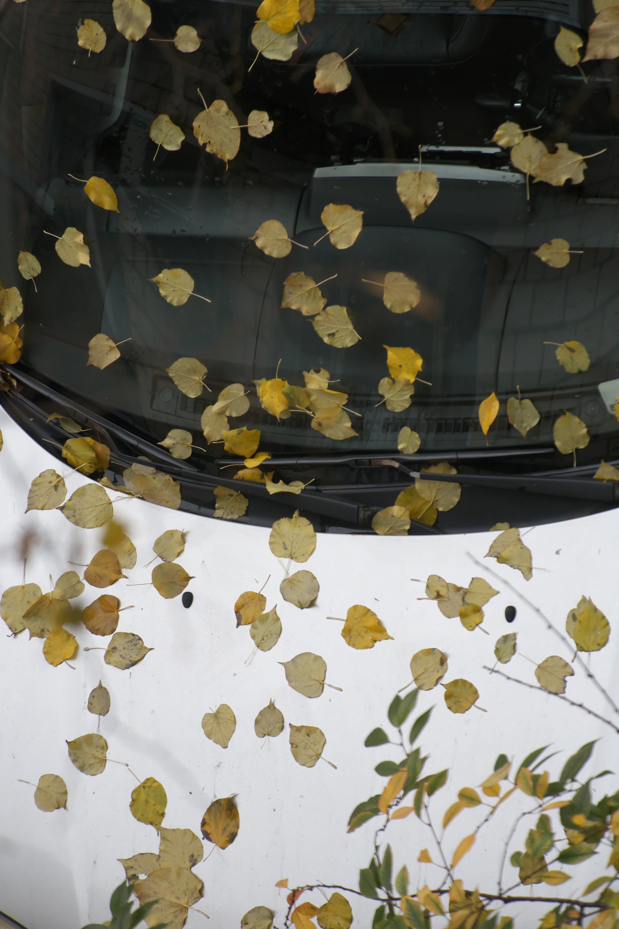Листья во дворе 🍂. Миша Печёнкин | фотография