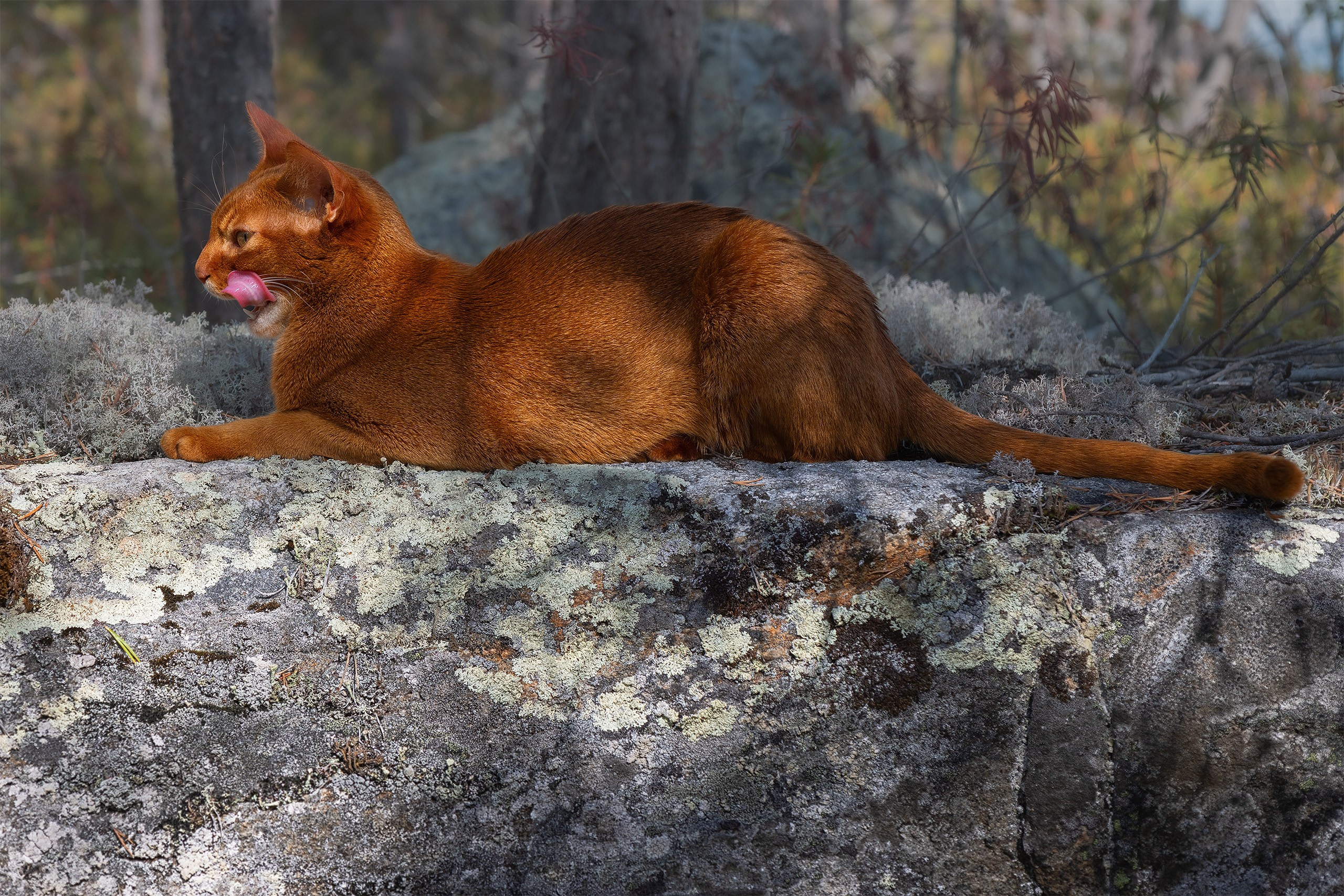 Котики. Сайт фотографа Елены Михайловой. Фотосессии на пленэре в Сестрорецке