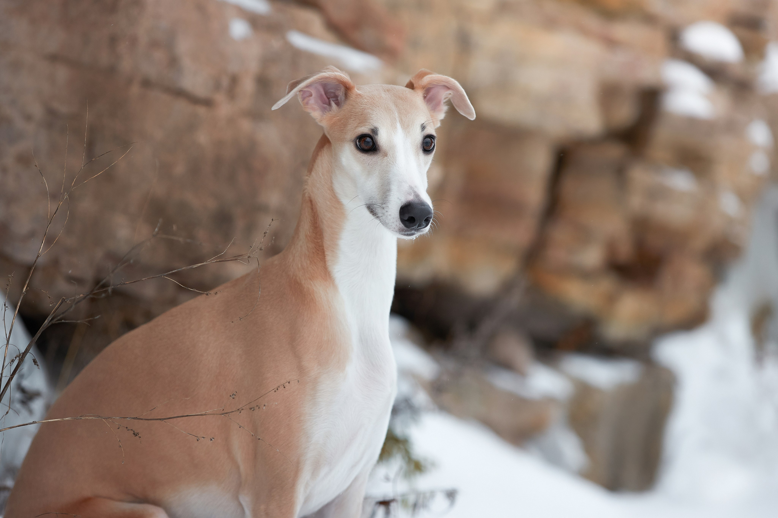 ISO 500, 70-200mm (165), f3,5, 1/640