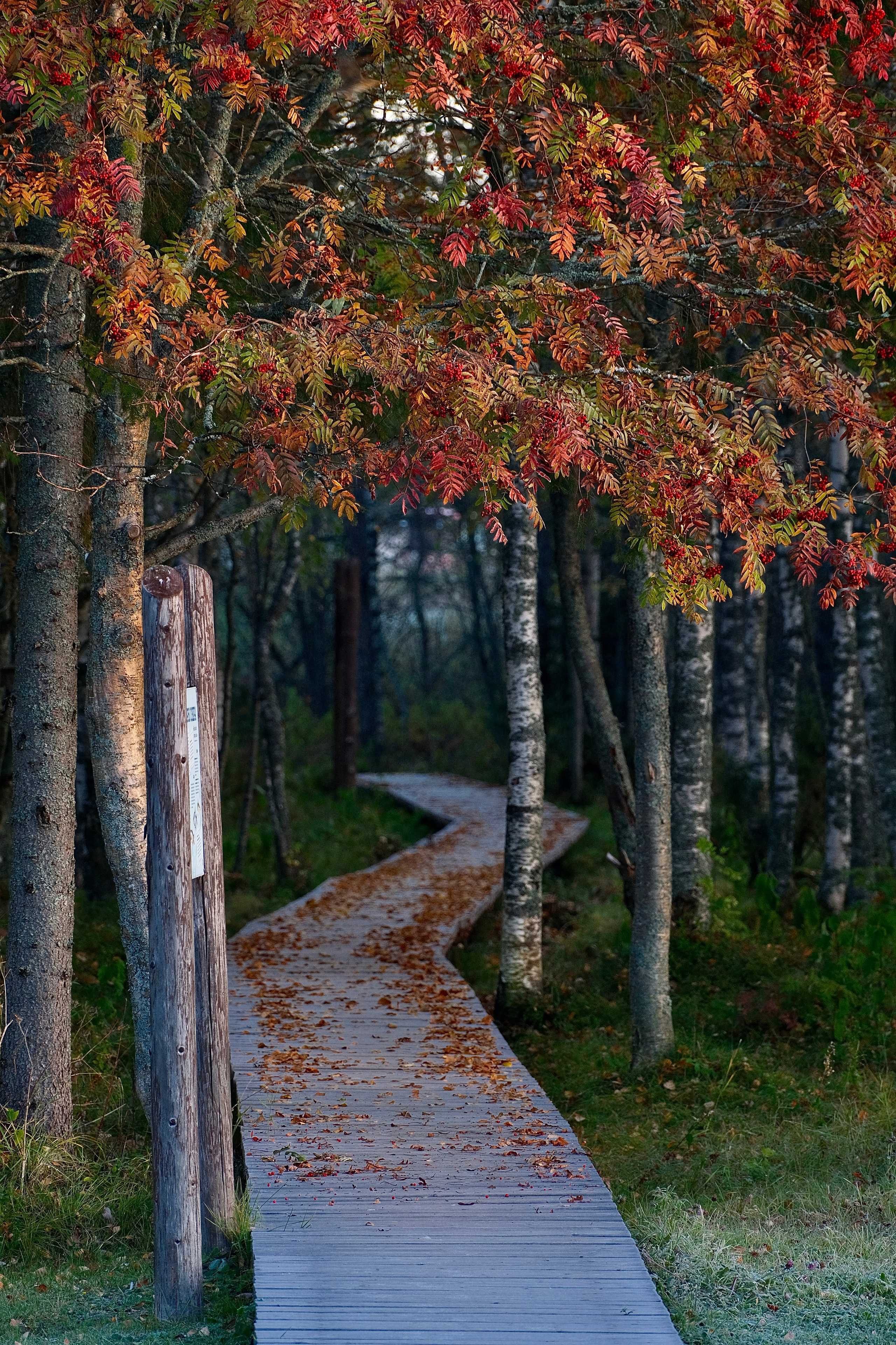 Русский север 27.09.25 — 05.10.25. Фотострелка