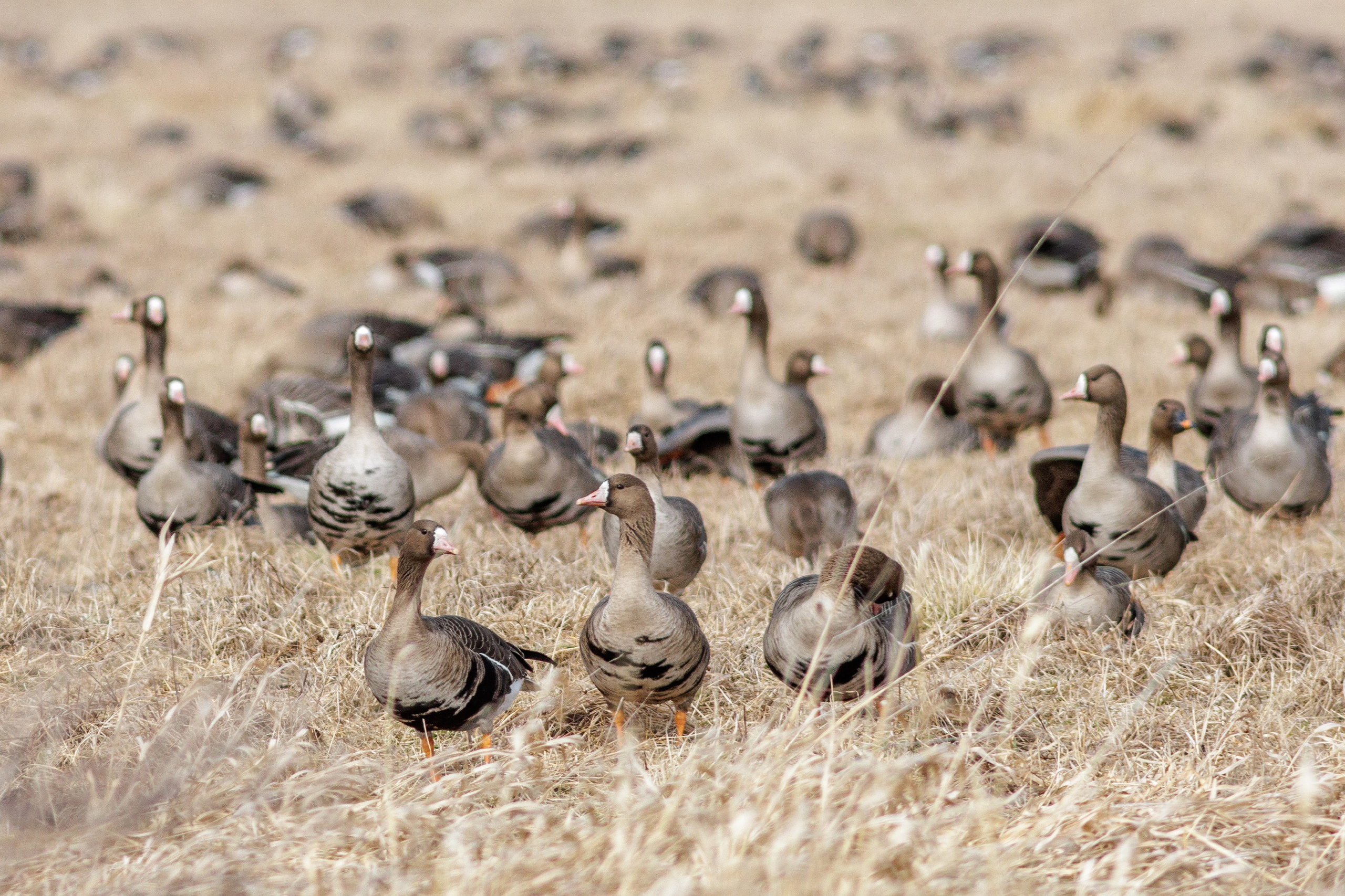 Фотограф дикой природы Роман Исаенков