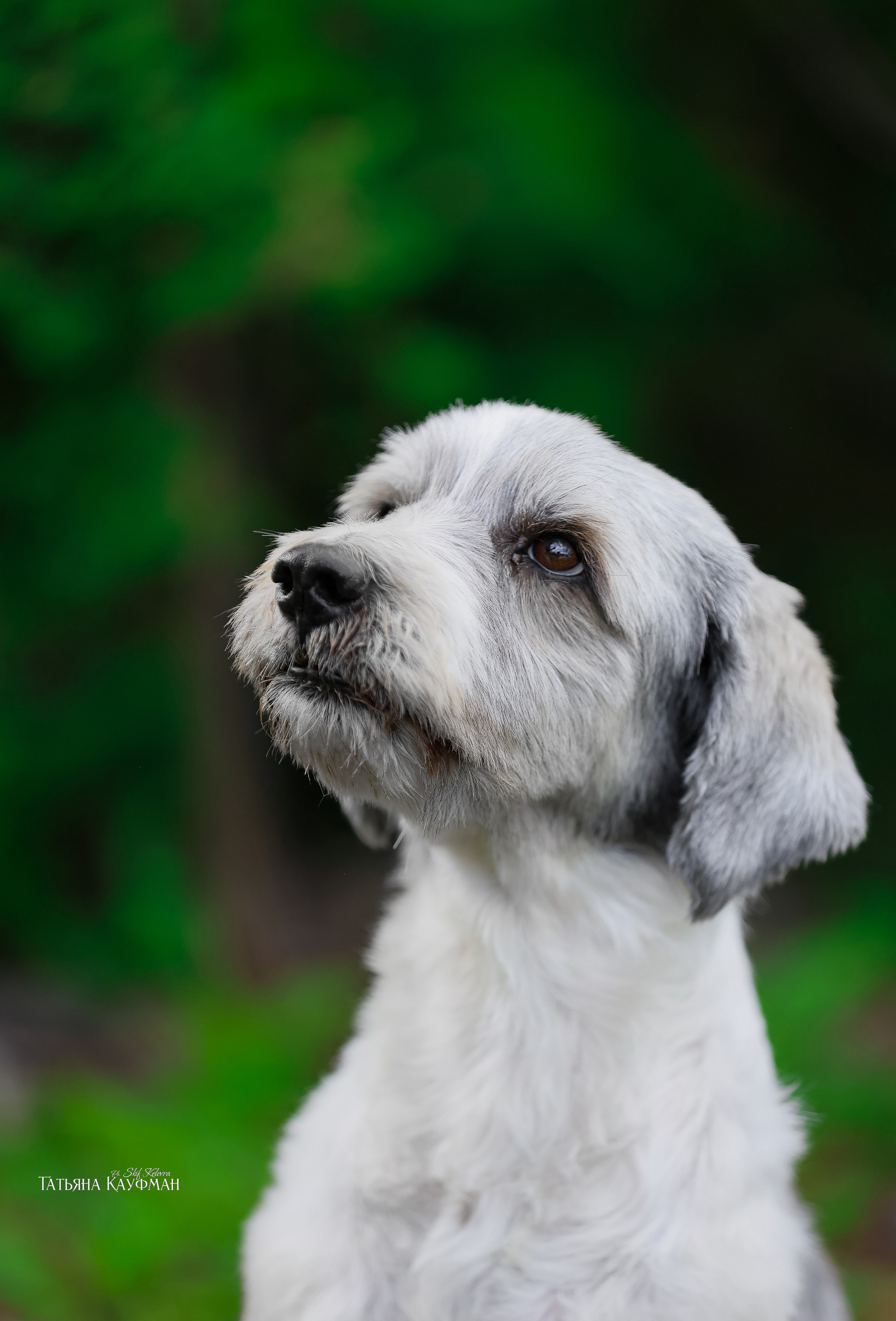 Тибетские терьеры. Фотограф Анималист из Новосибирска Татьяна Кауфман