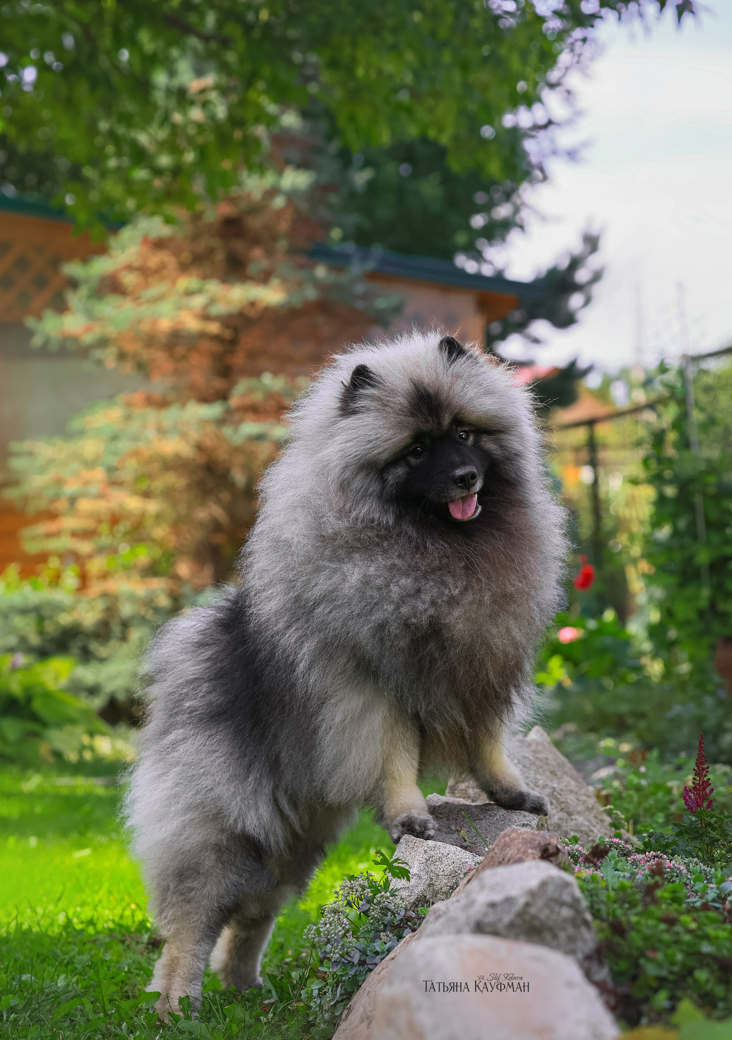 Вольф шпиц, кеесхонд, фотография шпица, красивая собака, фотограф анималист, фотокурс Анималистика, научиться фотографировать собак, фотограф Новосибирск