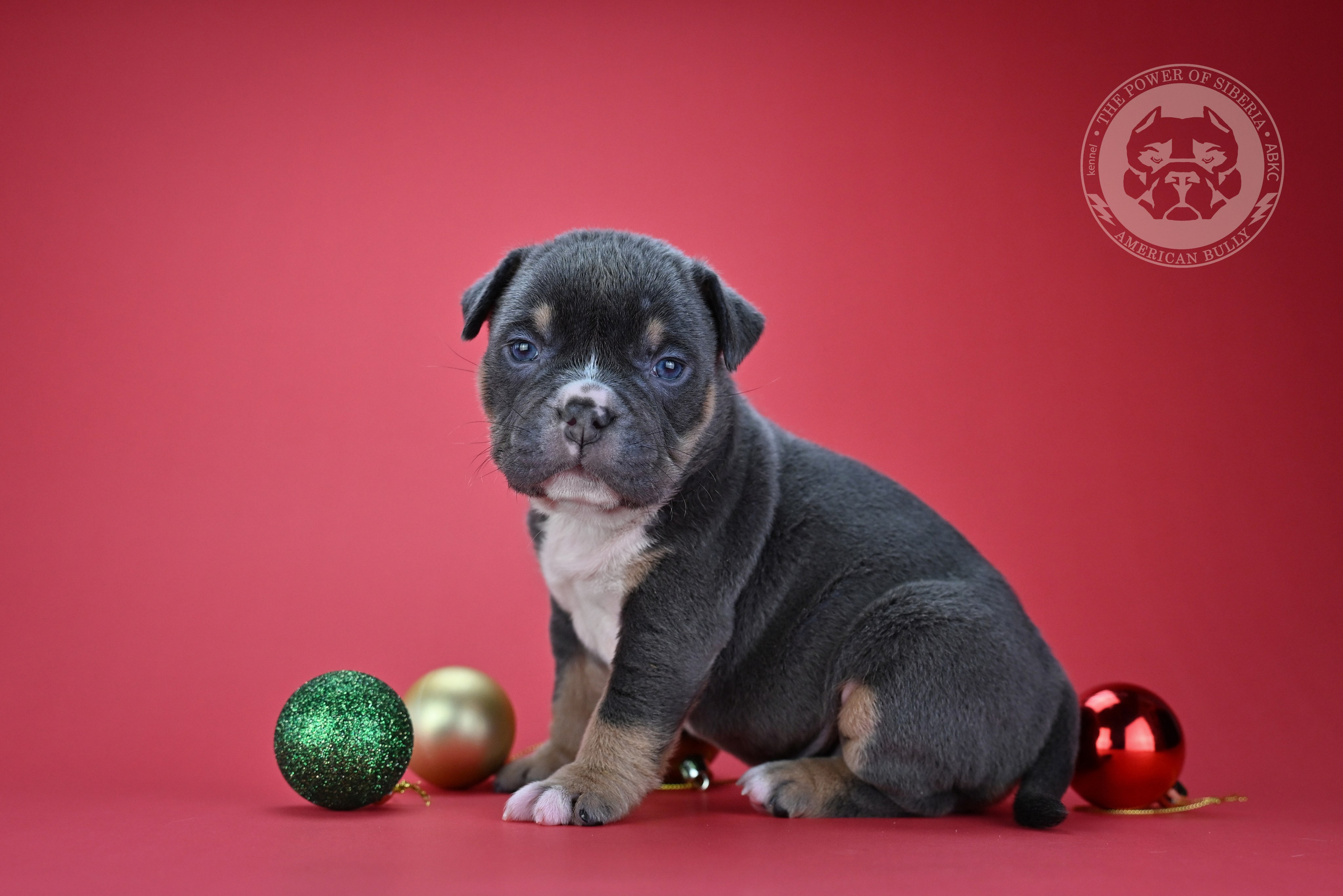 Все свободные щенки. Американский Булли в г. Ростов-на-Дону. Питомник THE POWER OF SIBERIA