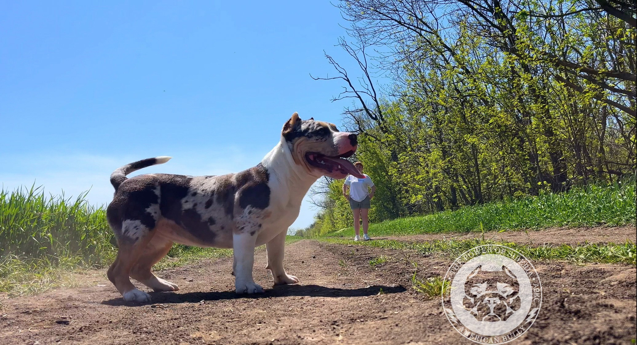 Щеночки от Каспера и Асти. Американский Булли в г. Ростов-на-Дону. Питомник THE POWER OF SIBERIA