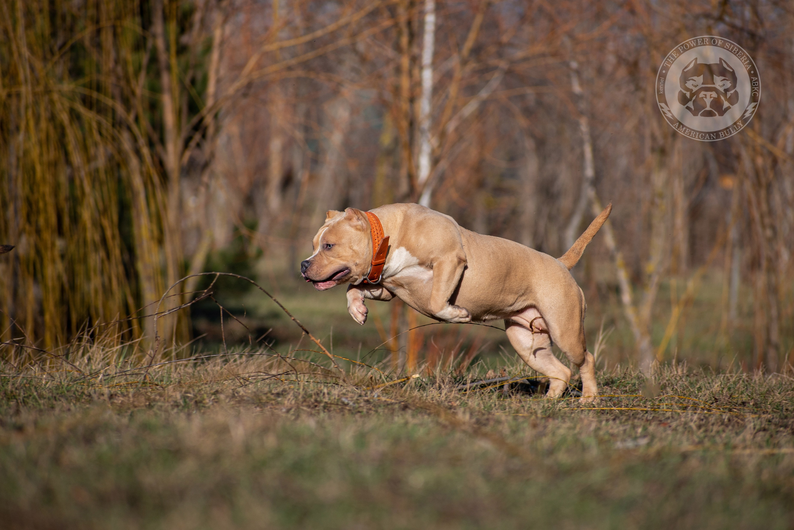 американский булли питомник львиное сердце уфа, американский булли питомник львиное сердце уфа вк, американский булли лучший питомник россии, американский булли питомник краснодар,
