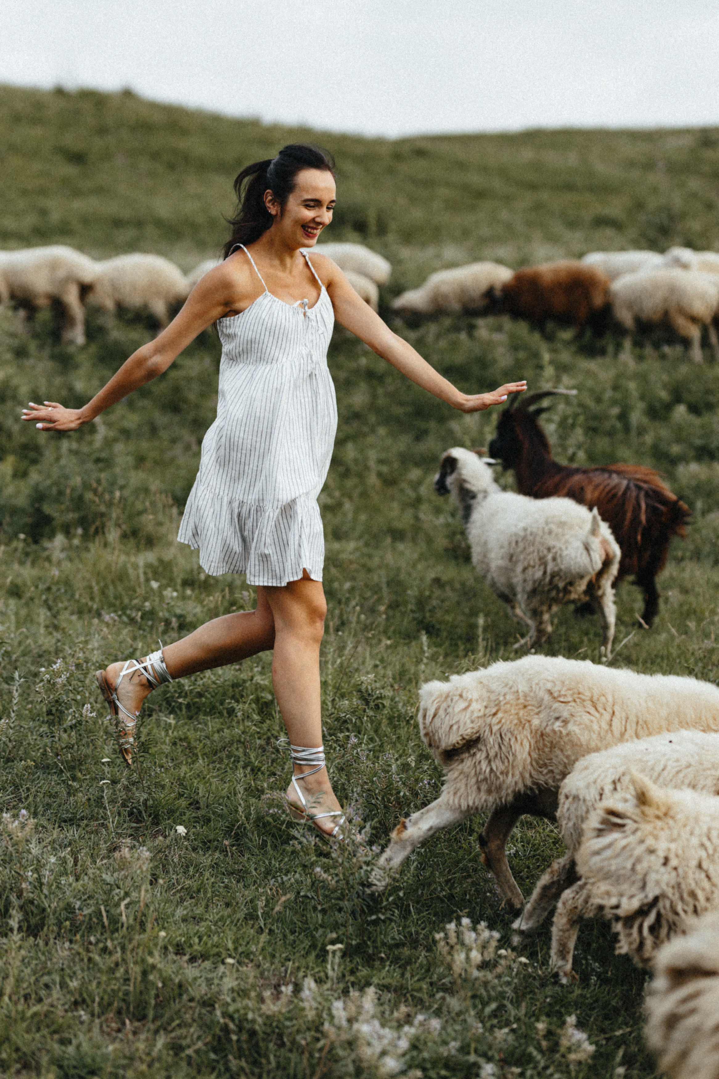 Sheeps. Aliaksandr Shyshko is a wedding and family photographer in Georgia and